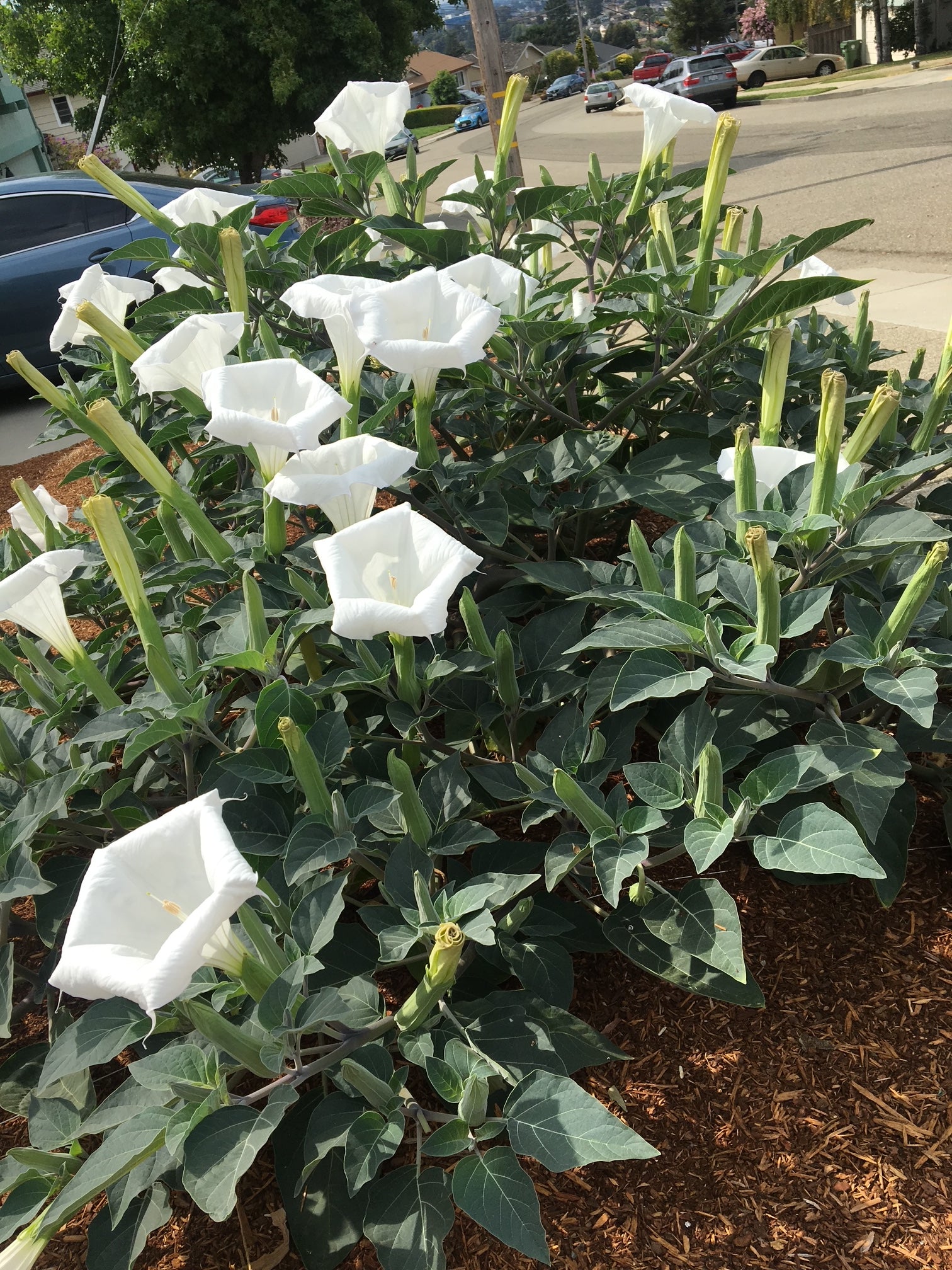 Sacred Datura | Datura wrightii