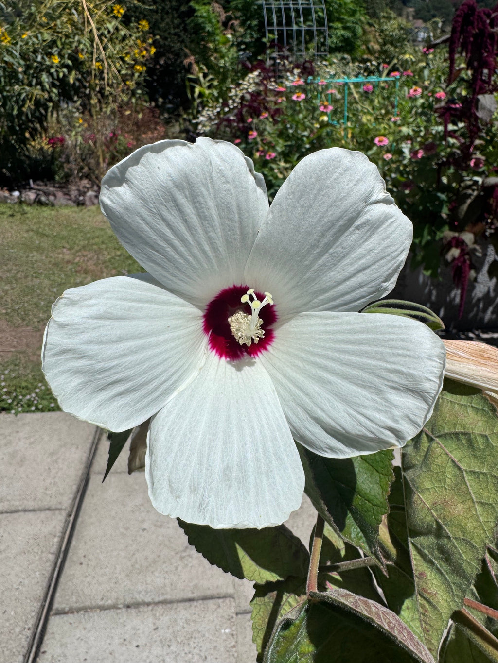Rose Mallow | Hibiscus lasiocarpos var. occidentalis