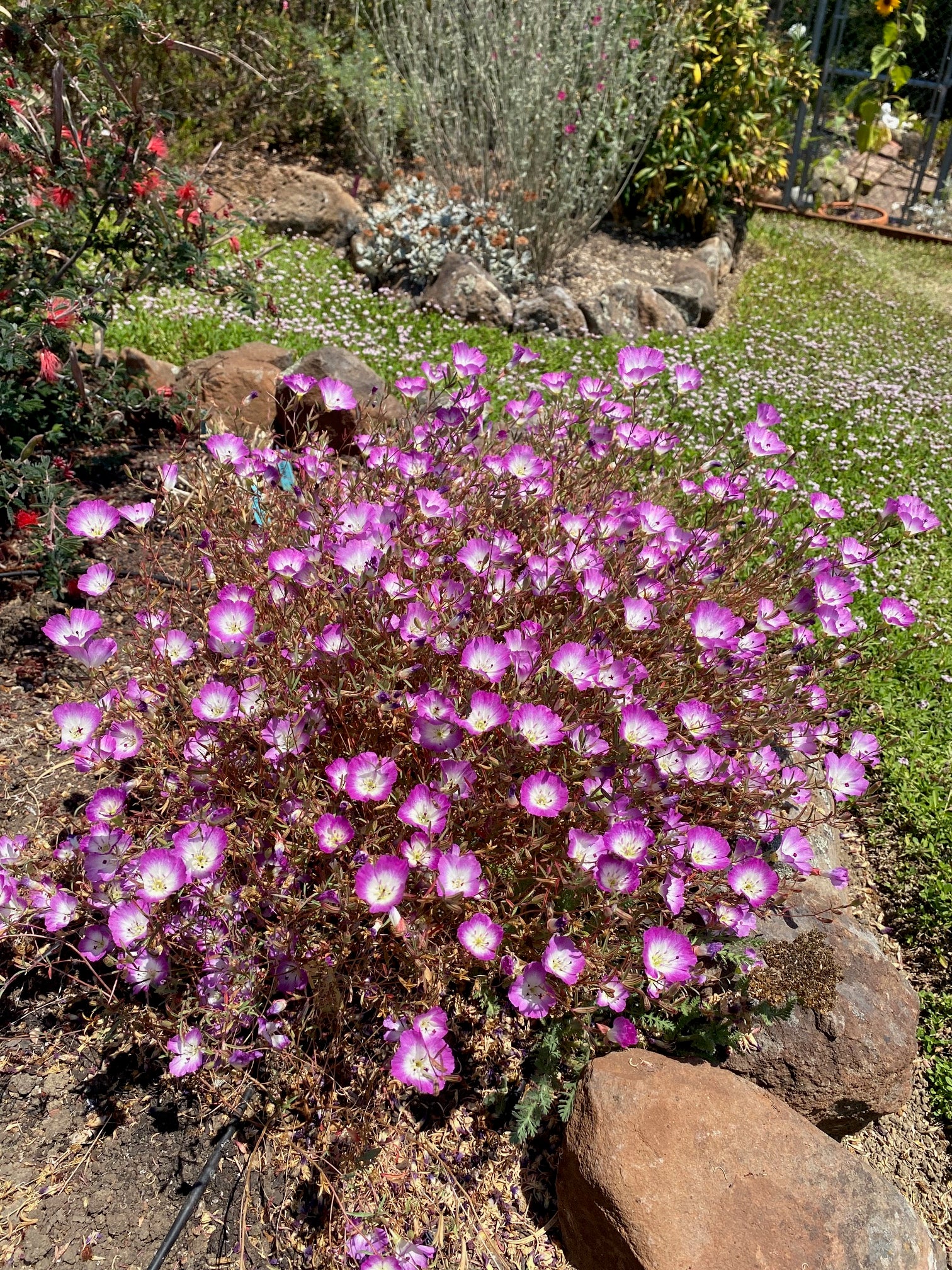 Clarkia Pismo | Clarkia speciosa ssp. immaculata seeds