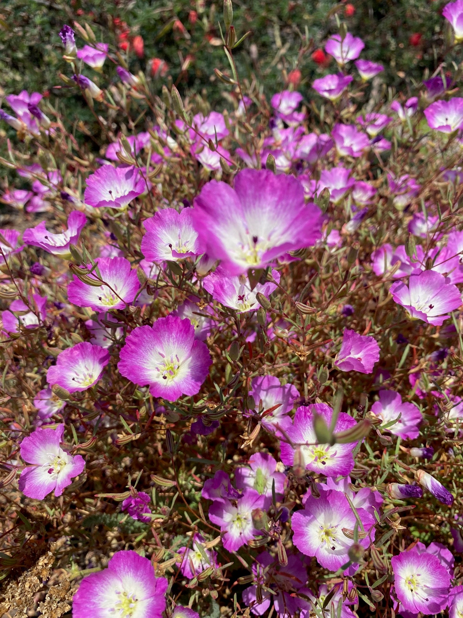 Clarkia Pismo | Clarkia speciosa ssp. immaculata seeds