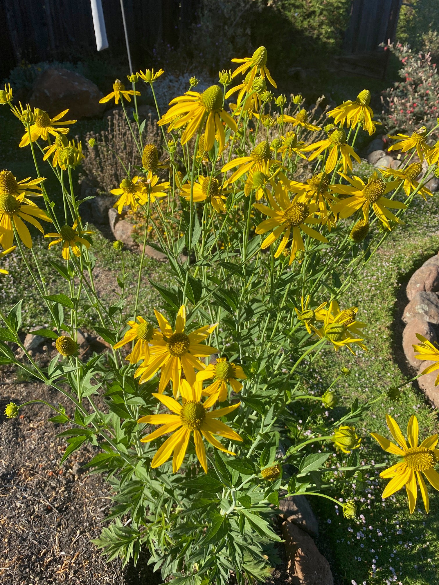 California Coneflower | Rudbeckia californica seeds