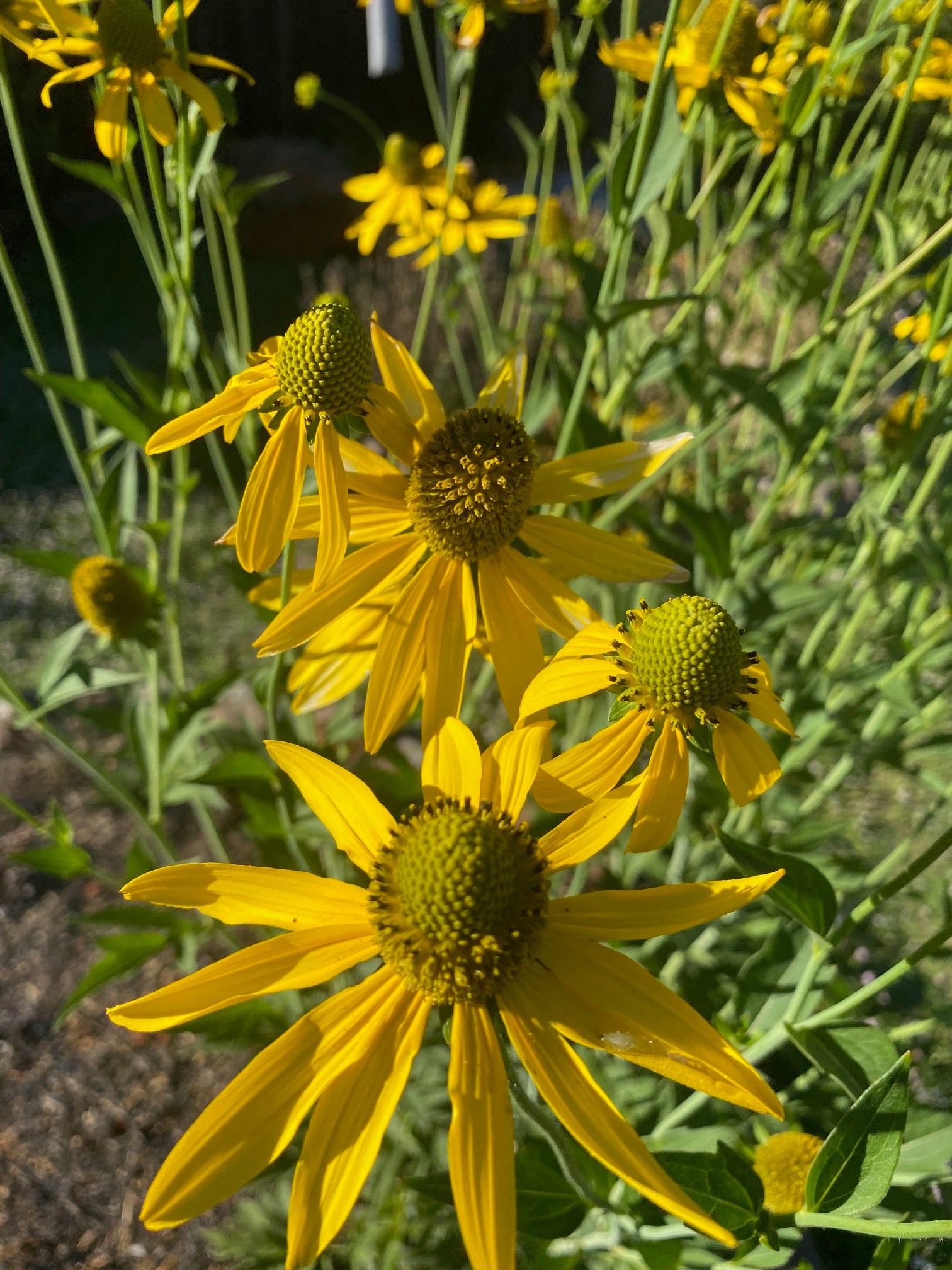 California Coneflower | Rudbeckia californica seeds