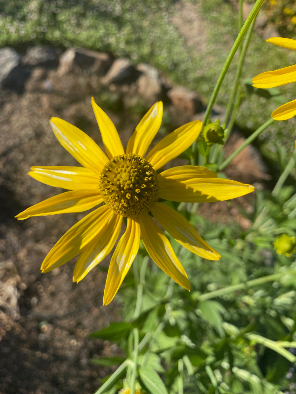 California Coneflower | Rudbeckia californica seeds