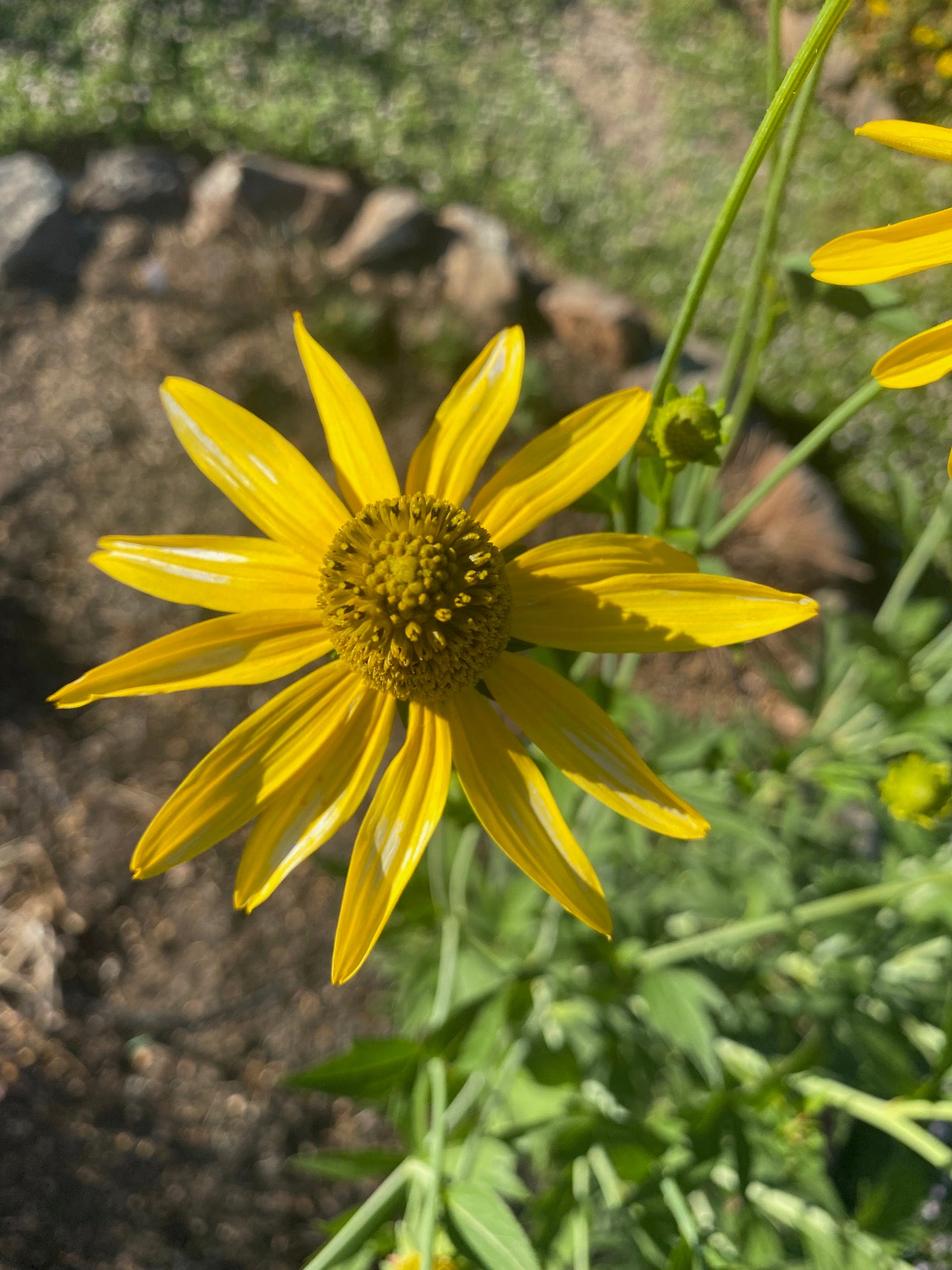 California Coneflower | Rudbeckia californica seeds