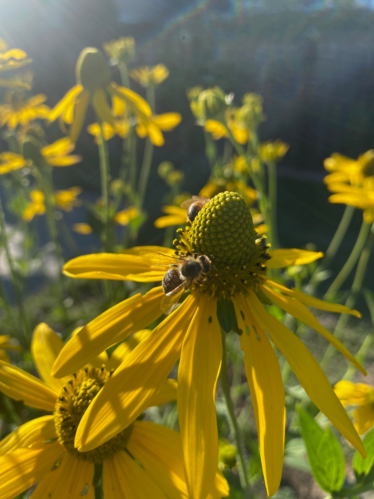California Coneflower | Rudbeckia californica seeds