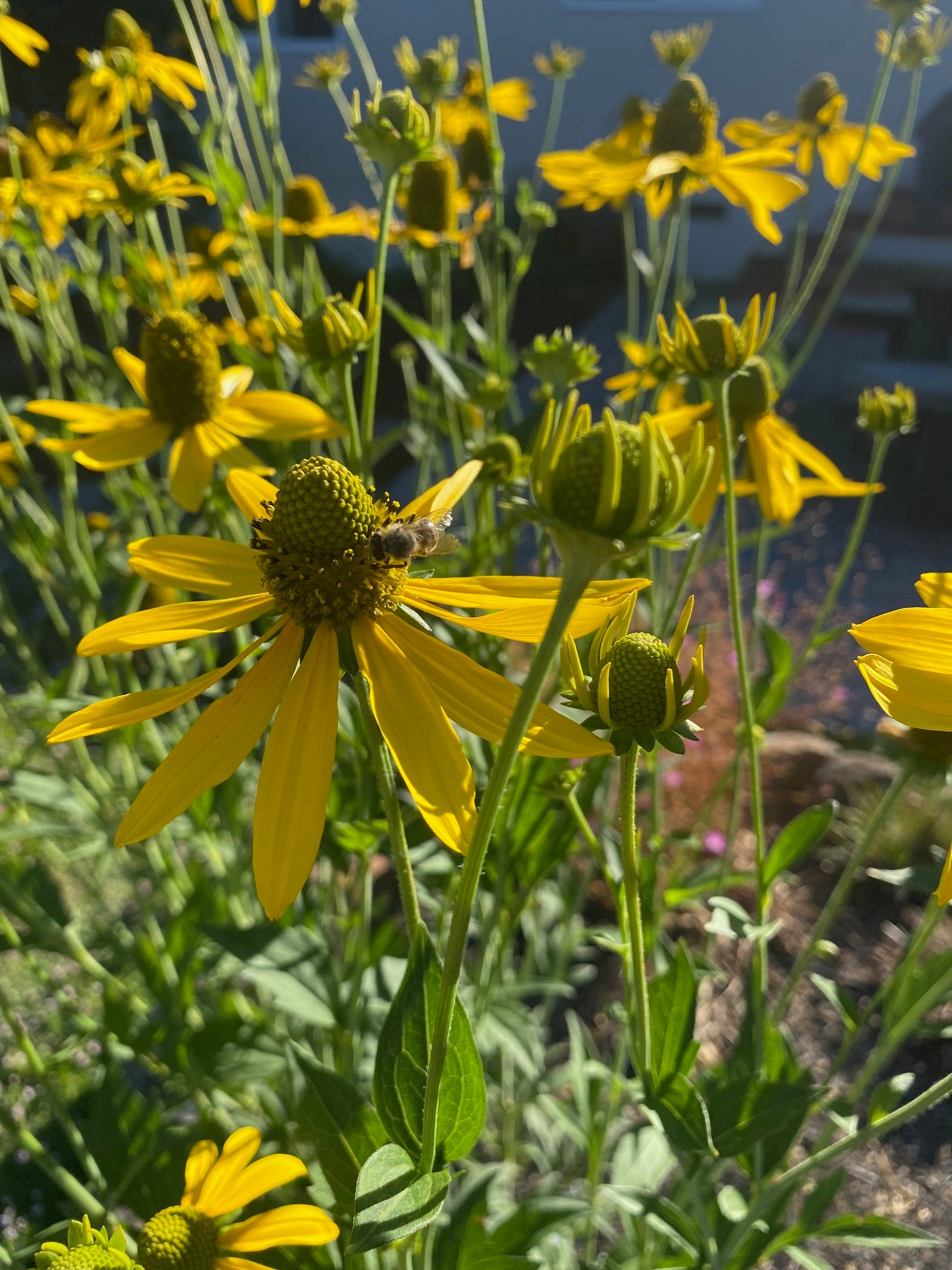 California Coneflower | Rudbeckia californica seeds