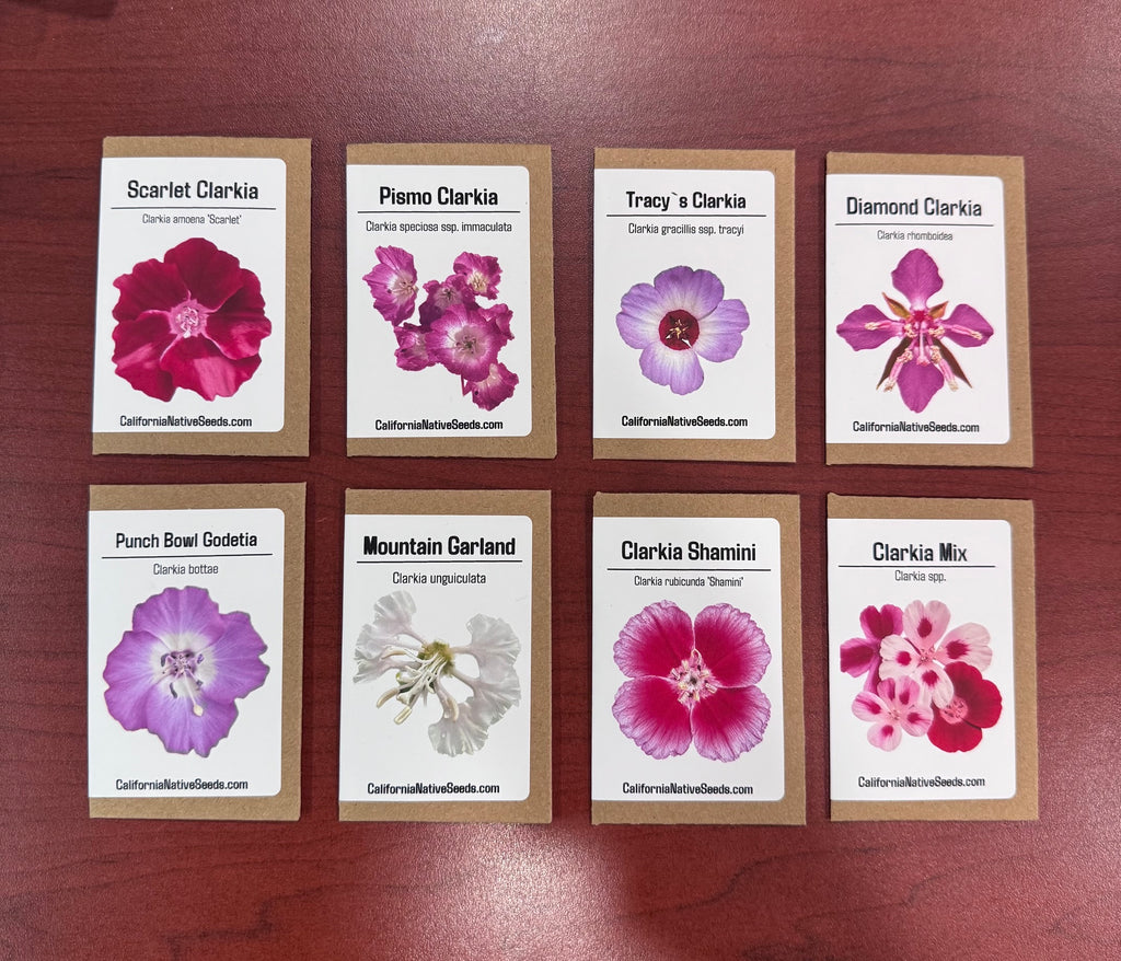 Clarkia Carnival seed set - 8 Varieties