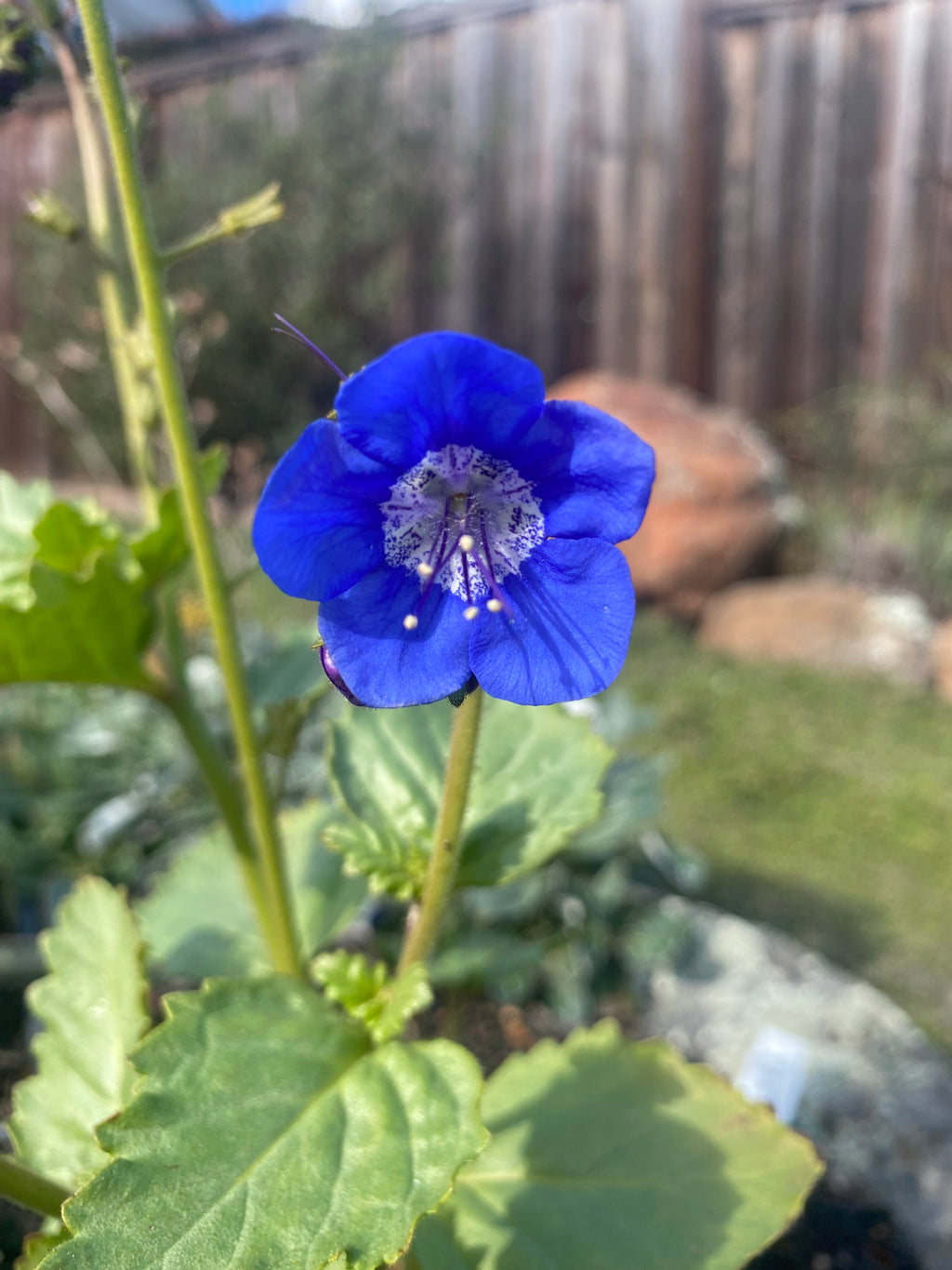 Sticky phacelia | Phacelia viscida