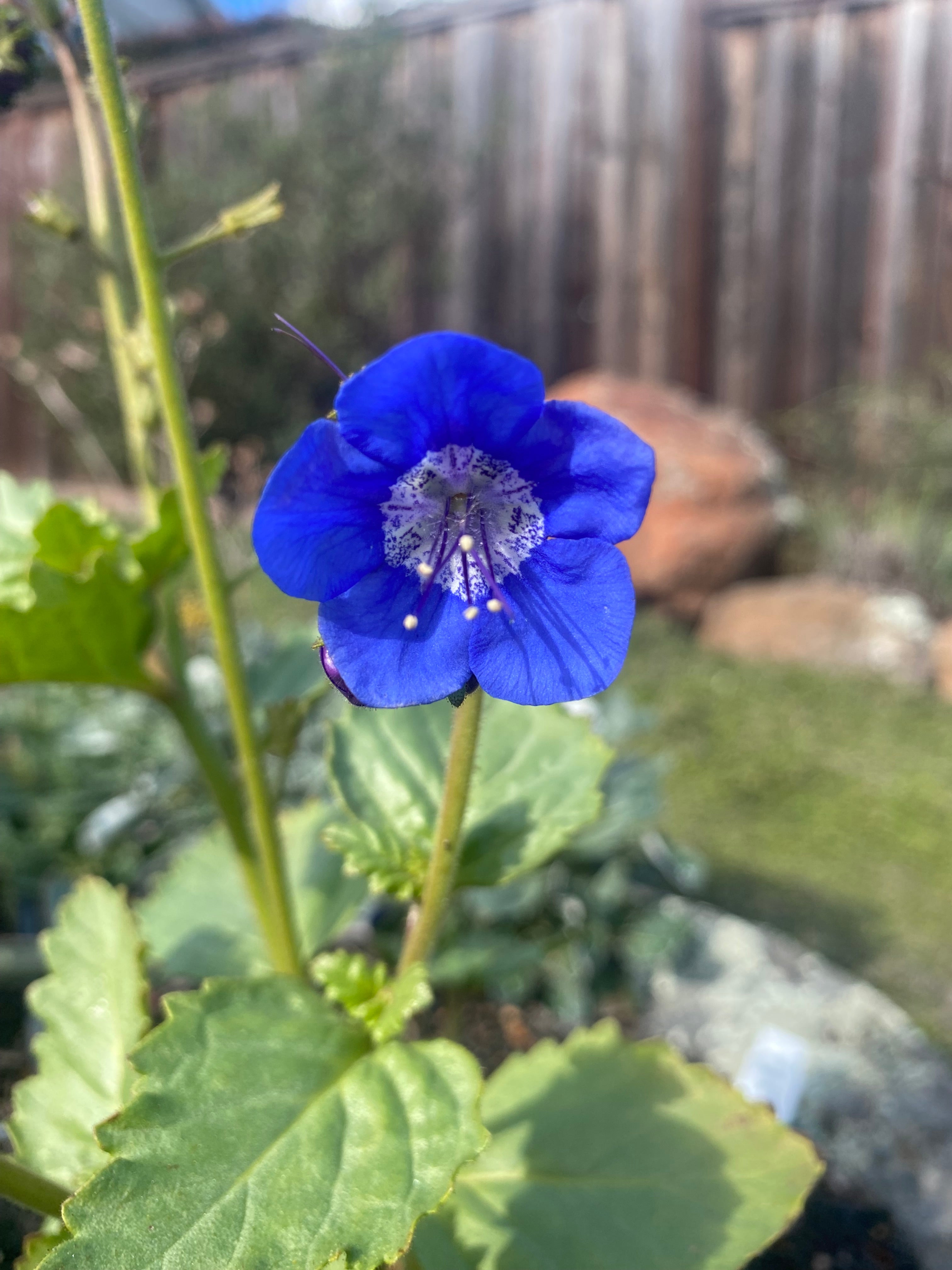 Sticky phacelia | Phacelia viscida
