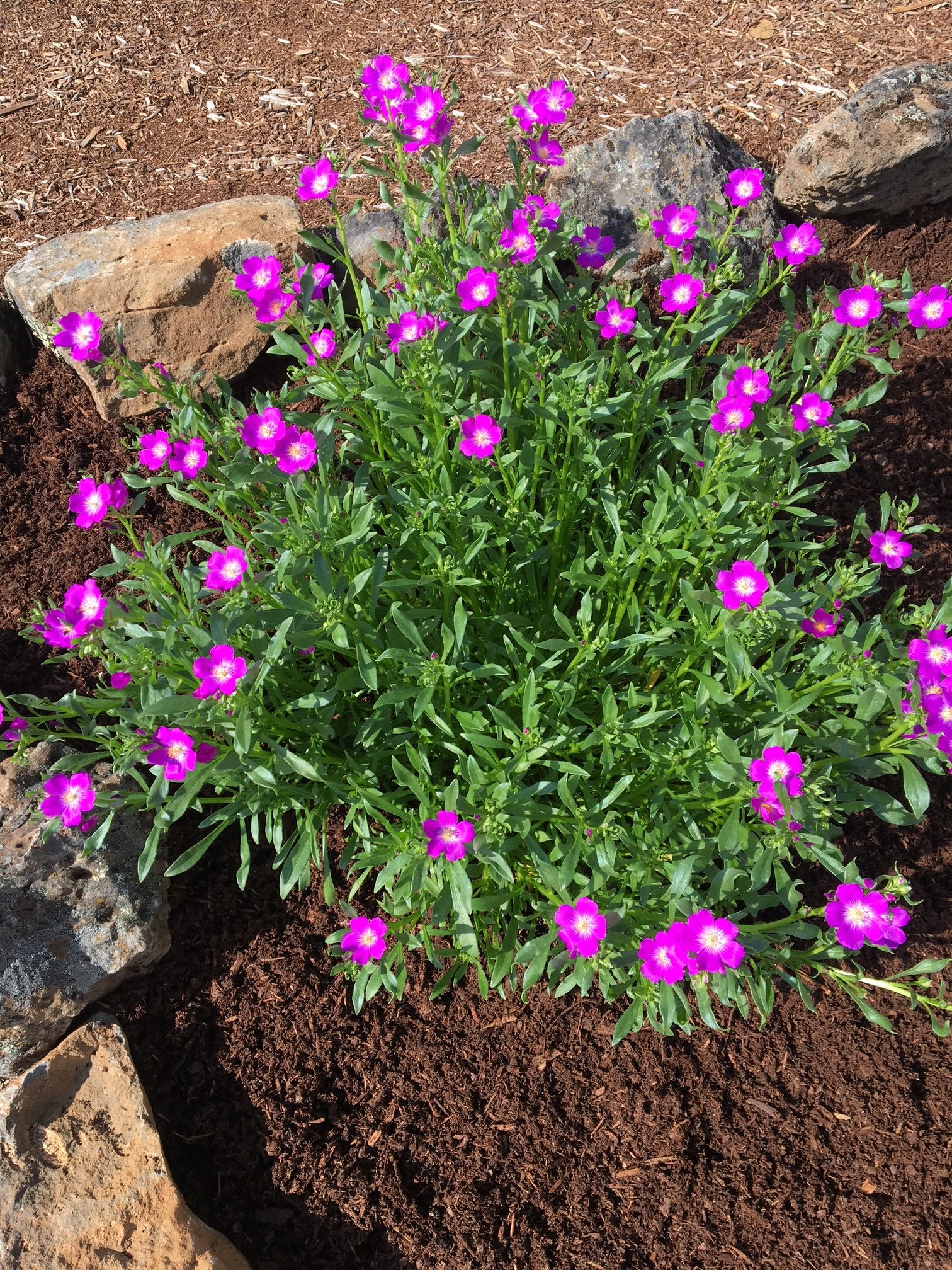 Red Maids | Calandrinia menziesii