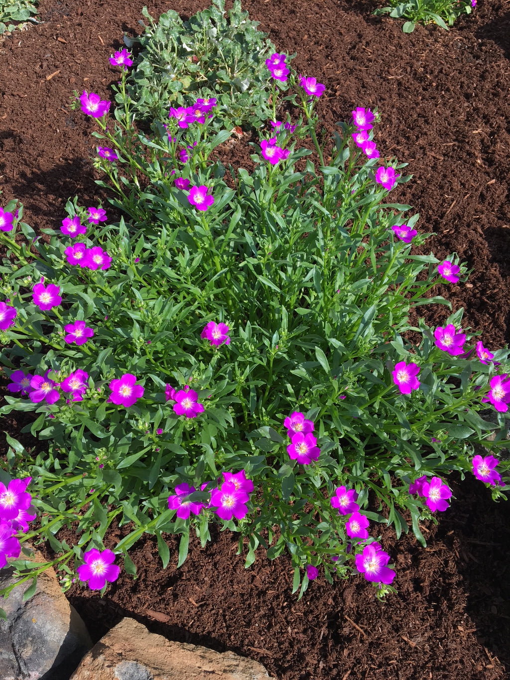 Red Maids | Calandrinia menziesii