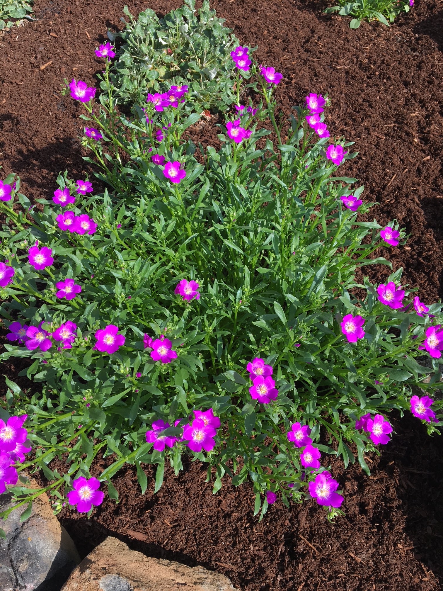 Red Maids | Calandrinia menziesii