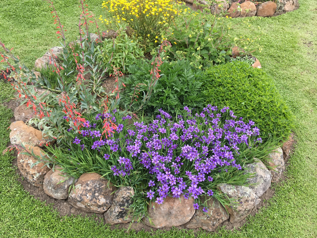 North Coast Blue-eyed Grass | Sisyrinchium bellum 'North Coast'