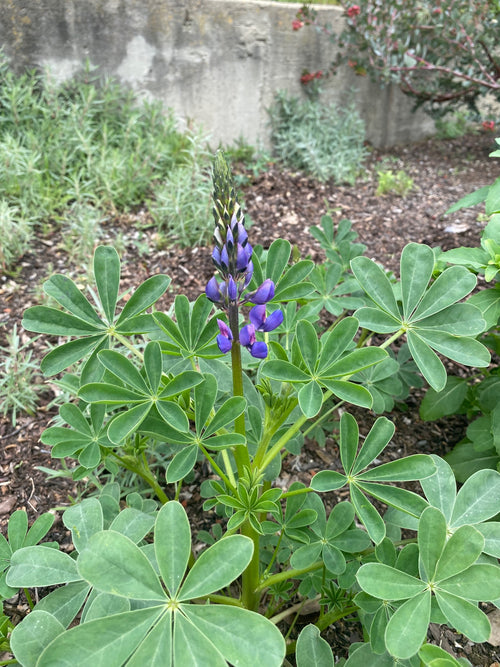 succulent lupine Arroyo Lupine