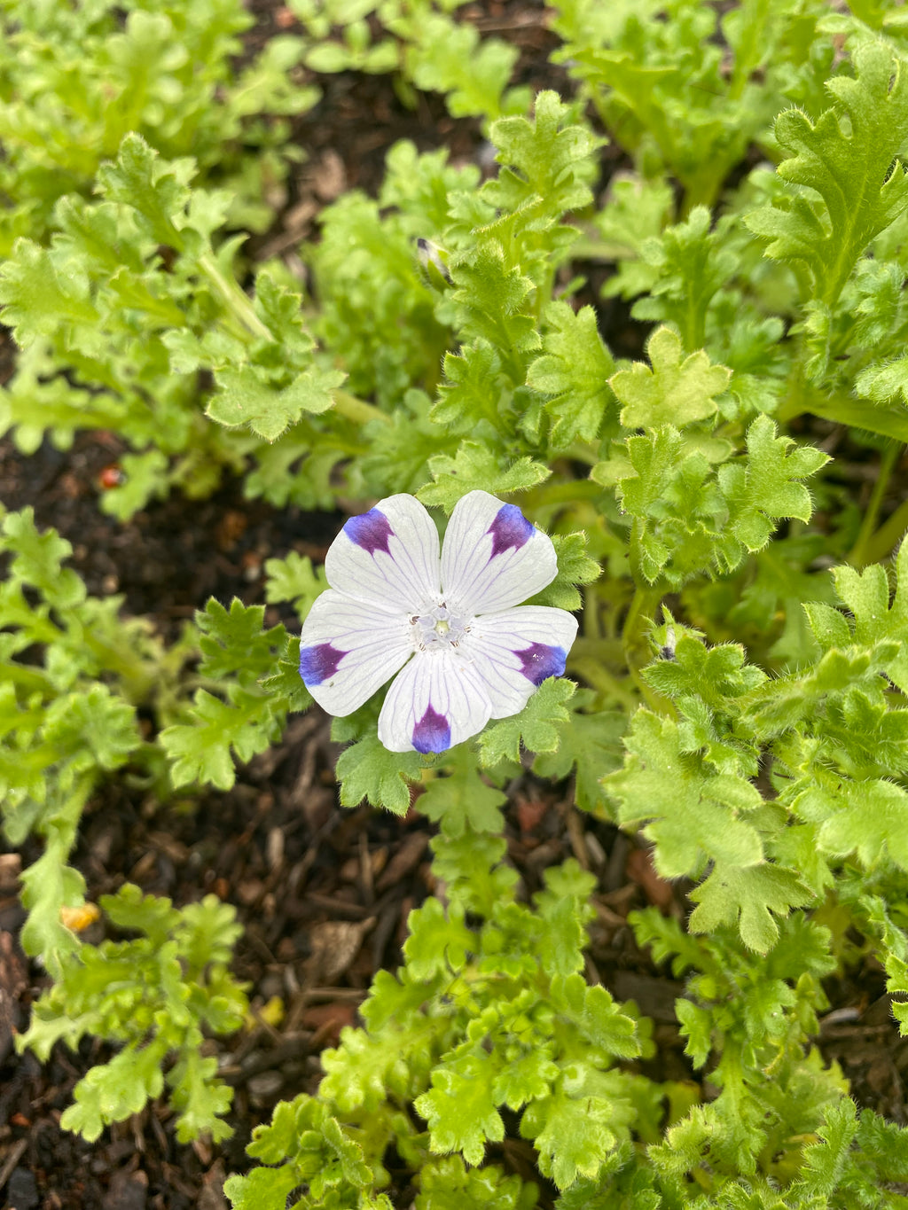 Fivespot | Nemophila maculata