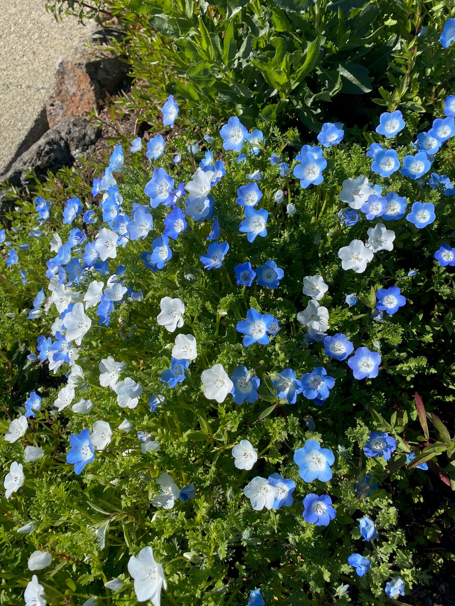 Baby Blue Eyes | Nemophila menziesii seeds