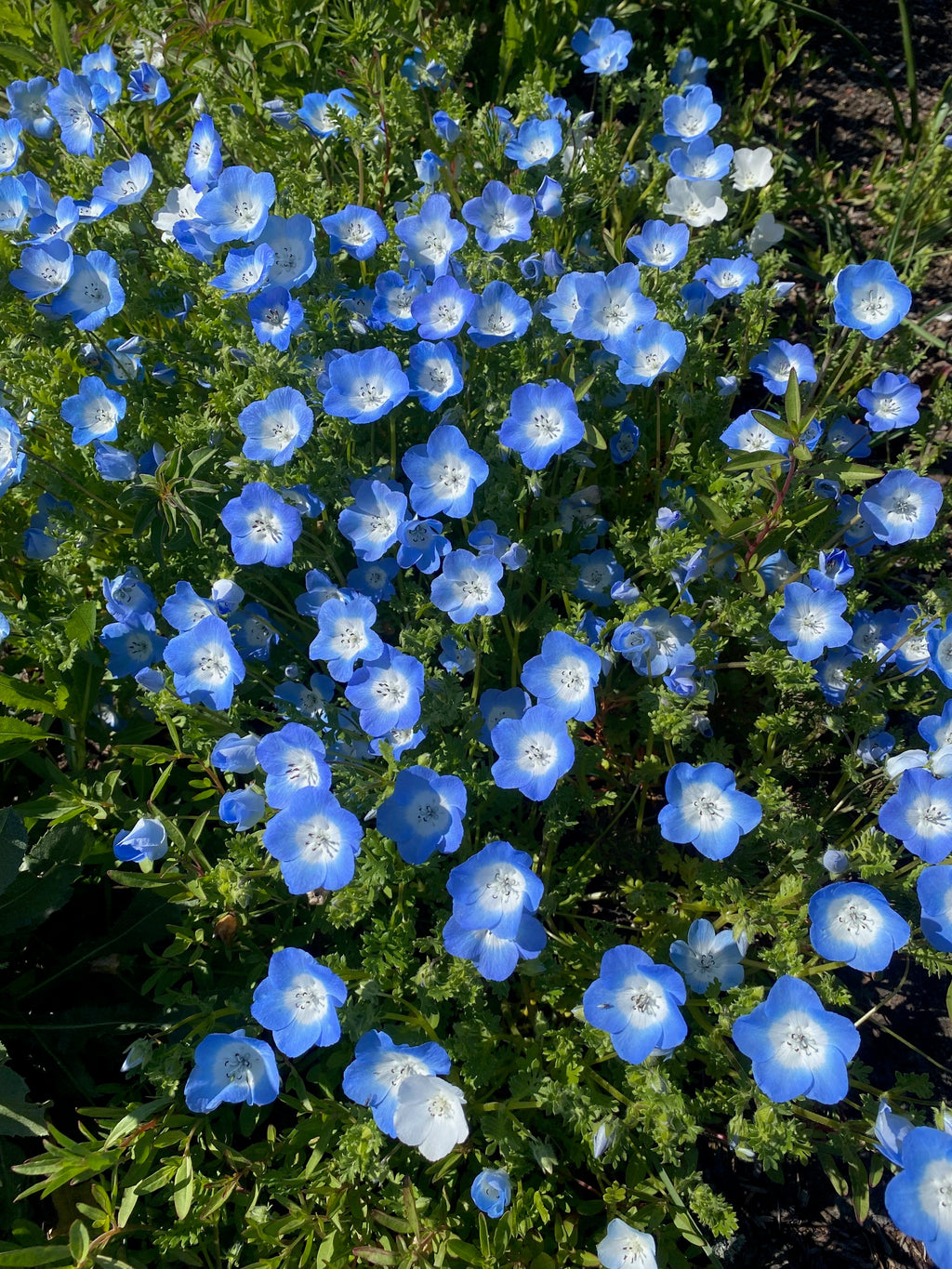 Baby Blue Eyes | Nemophila menziesii seeds