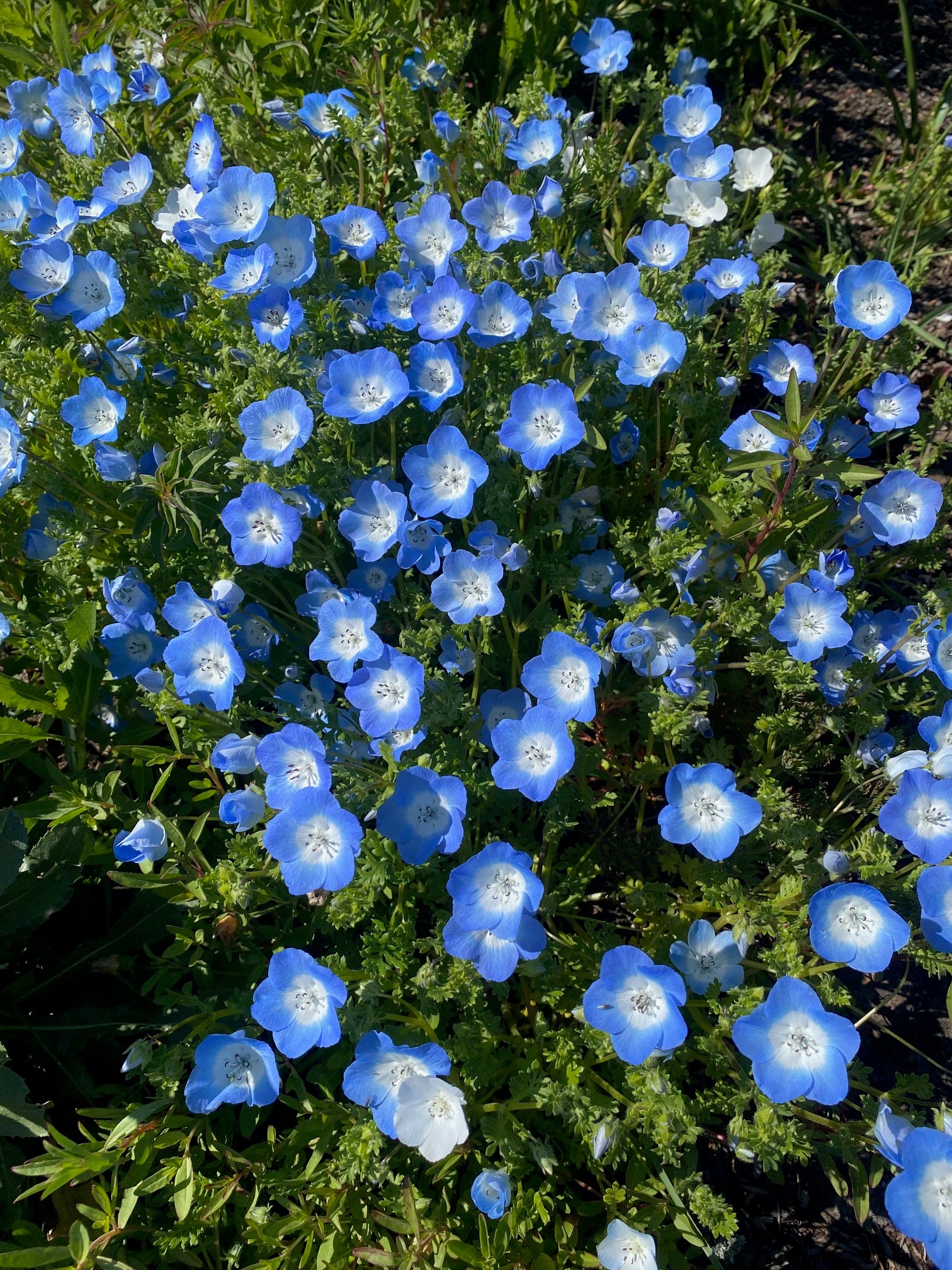 Baby Blue Eyes | Nemophila menziesii seeds