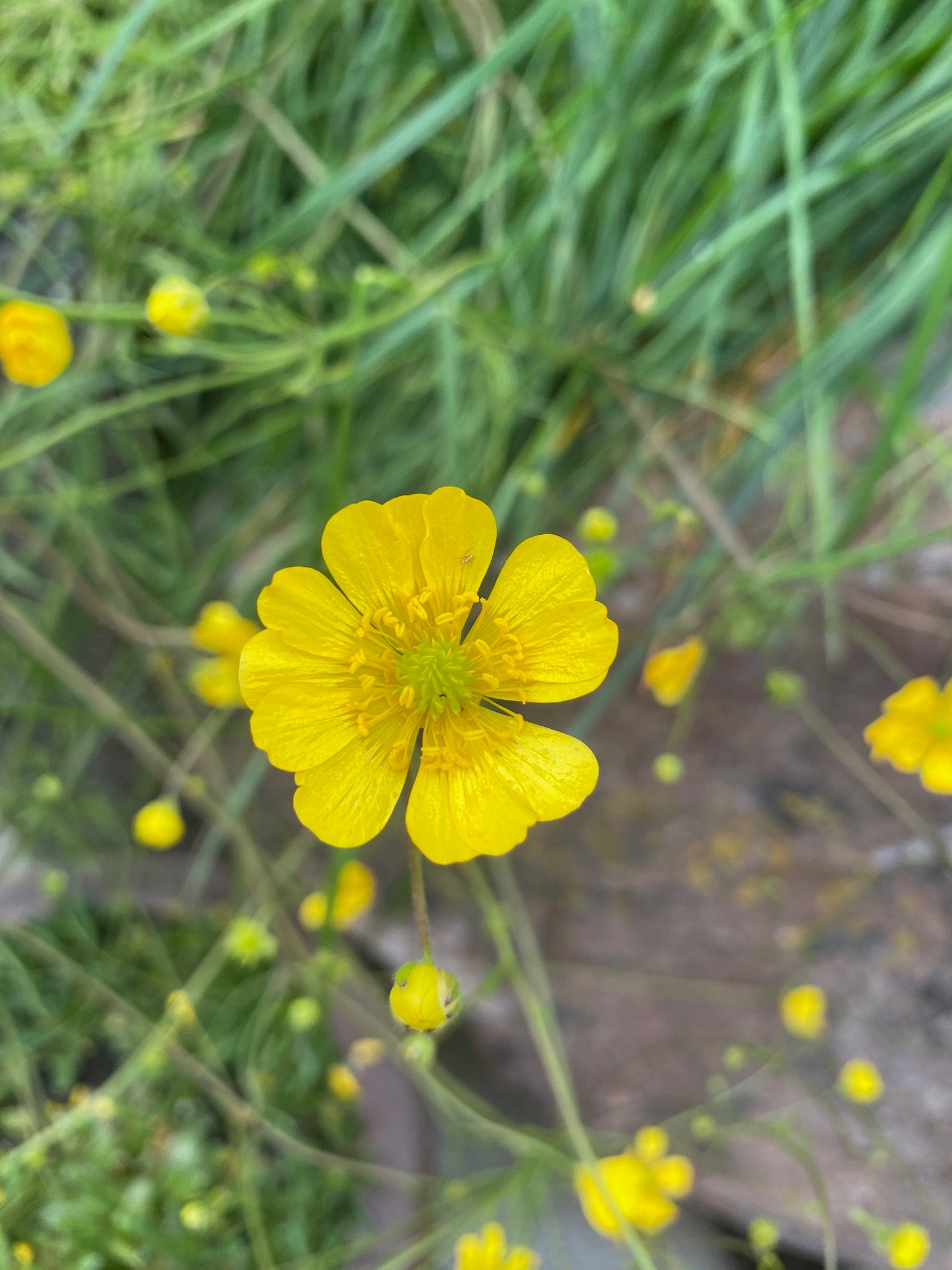 Buttercup | Ranunculus californicus seeds