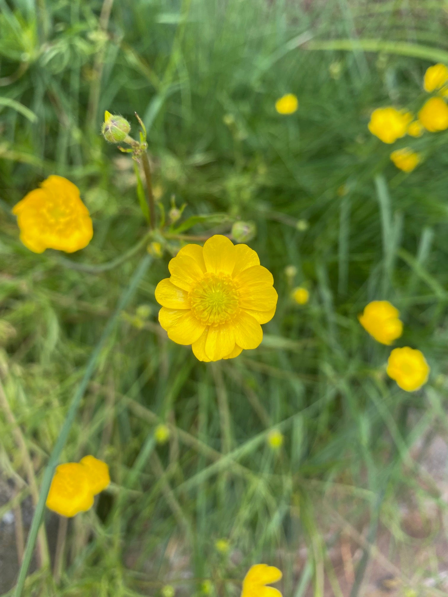 Buttercup | Ranunculus californicus seeds