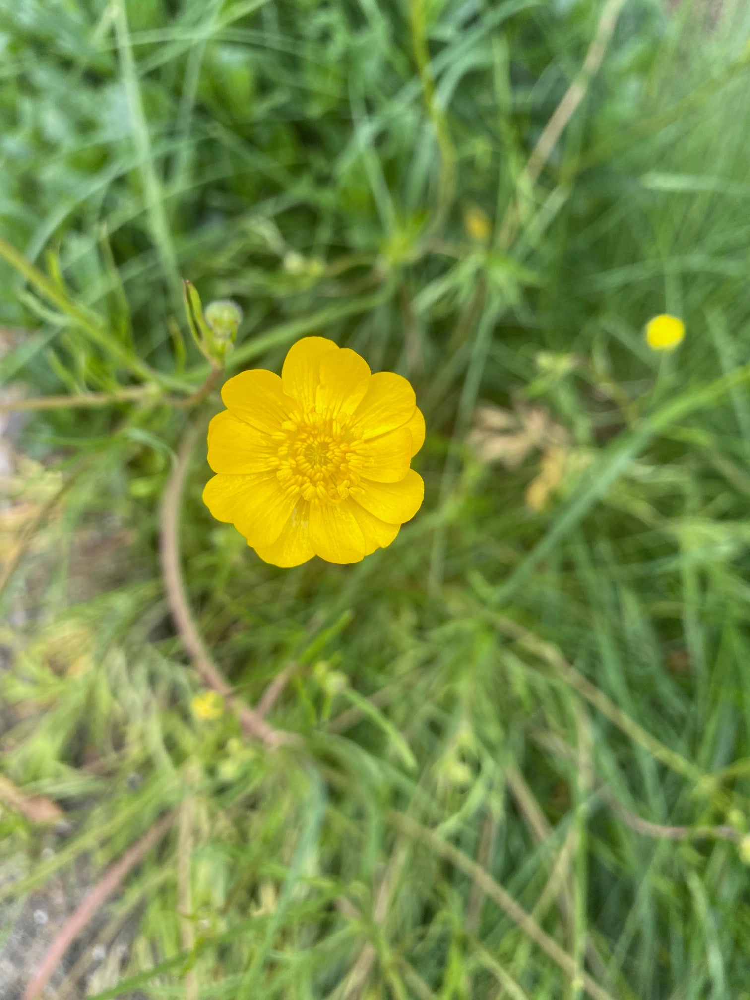 Buttercup | Ranunculus californicus seeds