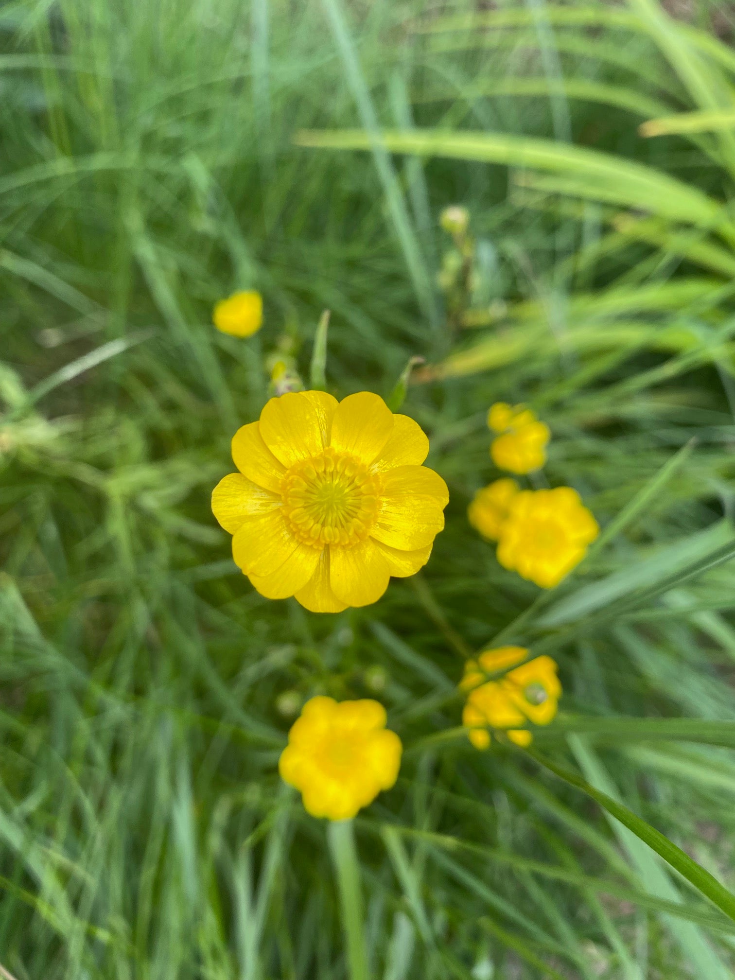 Buttercup | Ranunculus californicus seeds