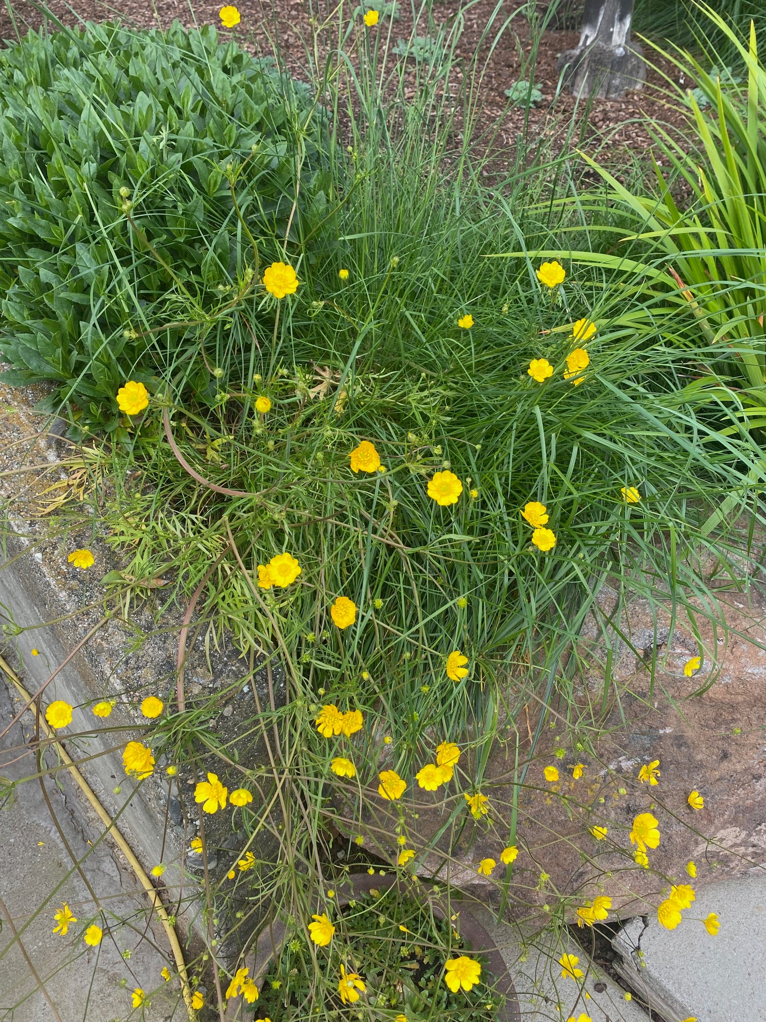 Buttercup | Ranunculus californicus seeds