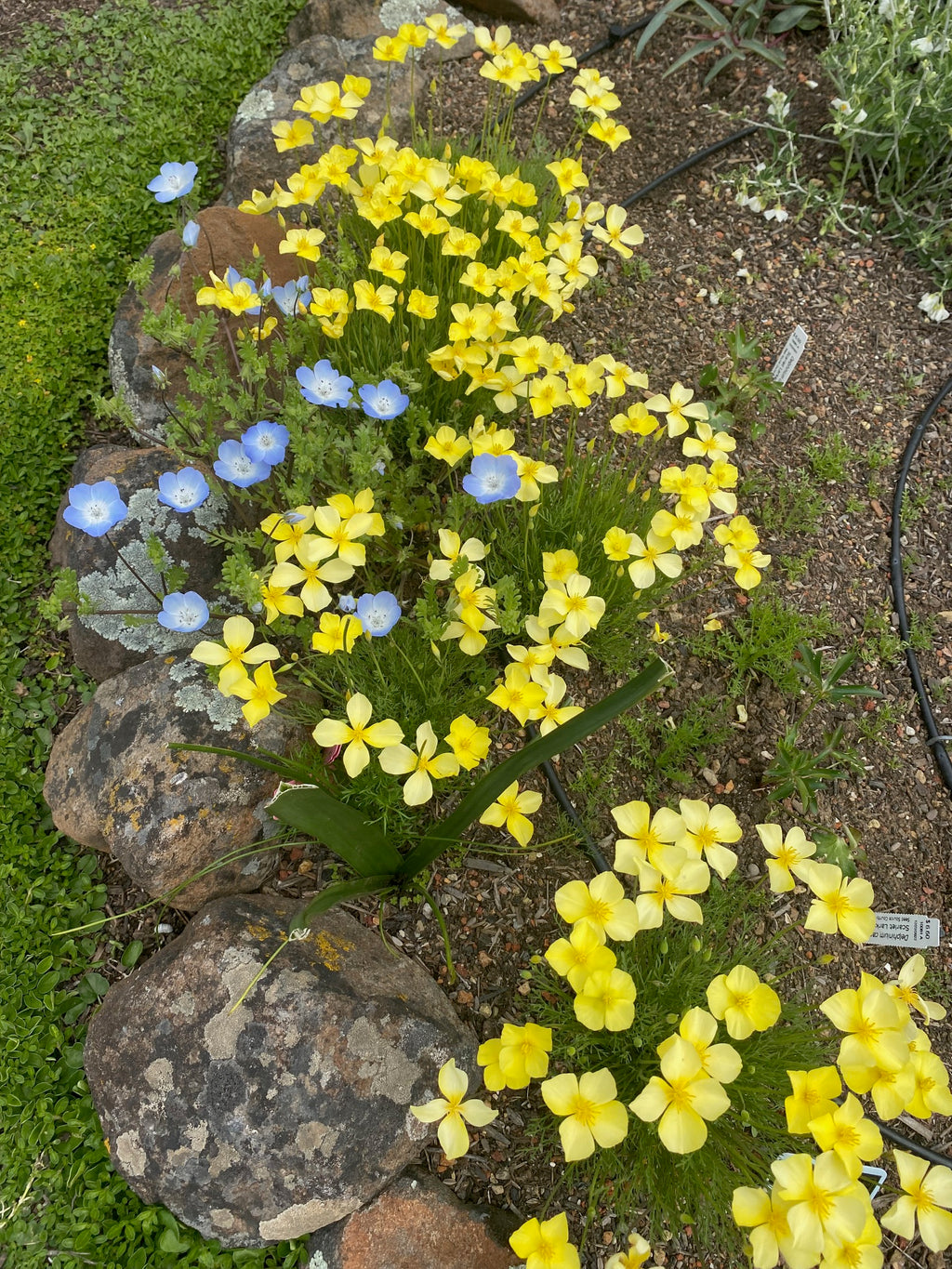Baby Blue Eyes | Nemophila menziesii seeds
