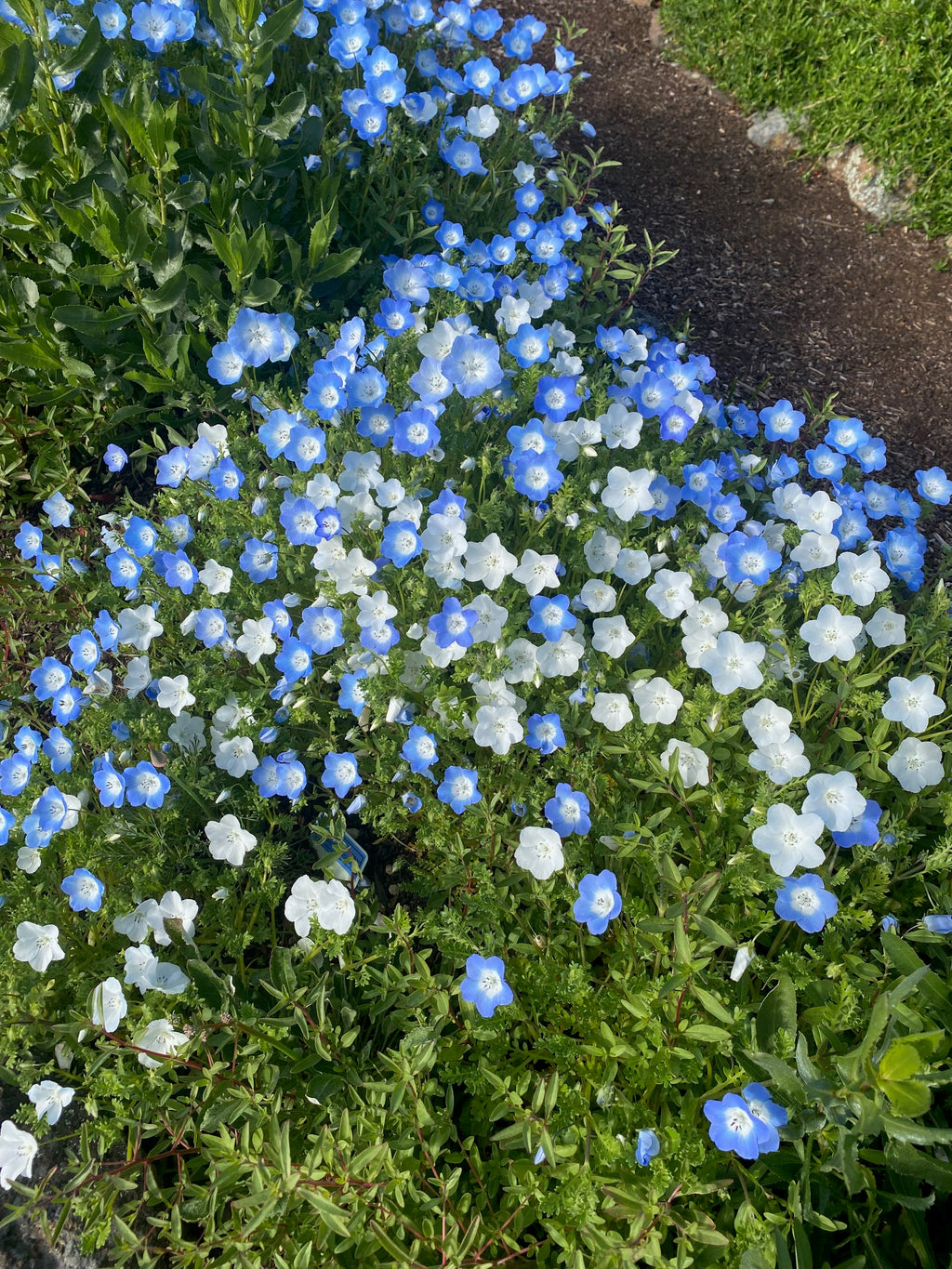 Baby Blue Eyes | Nemophila menziesii seeds