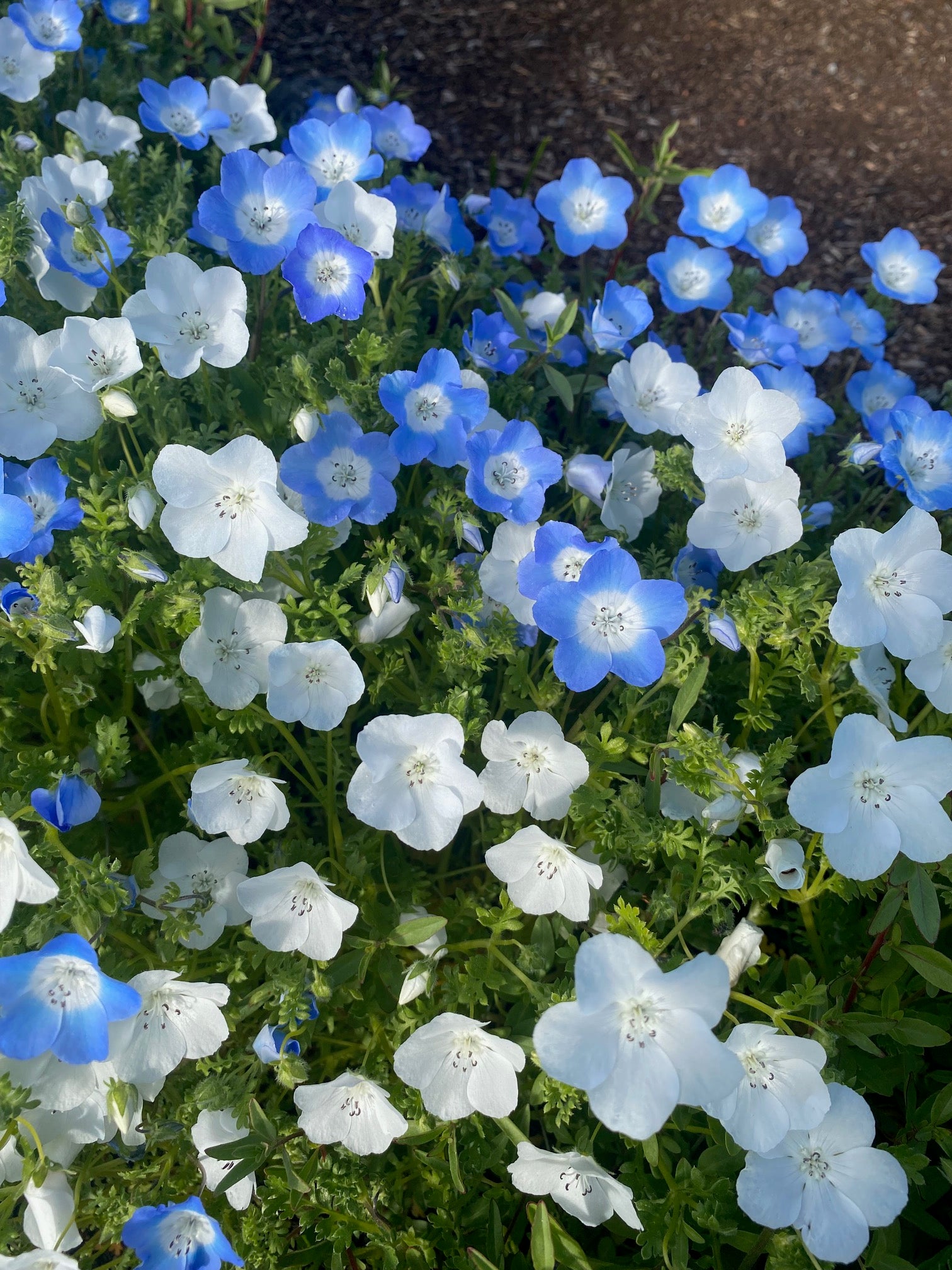 Baby Blue Eyes | Nemophila menziesii seeds