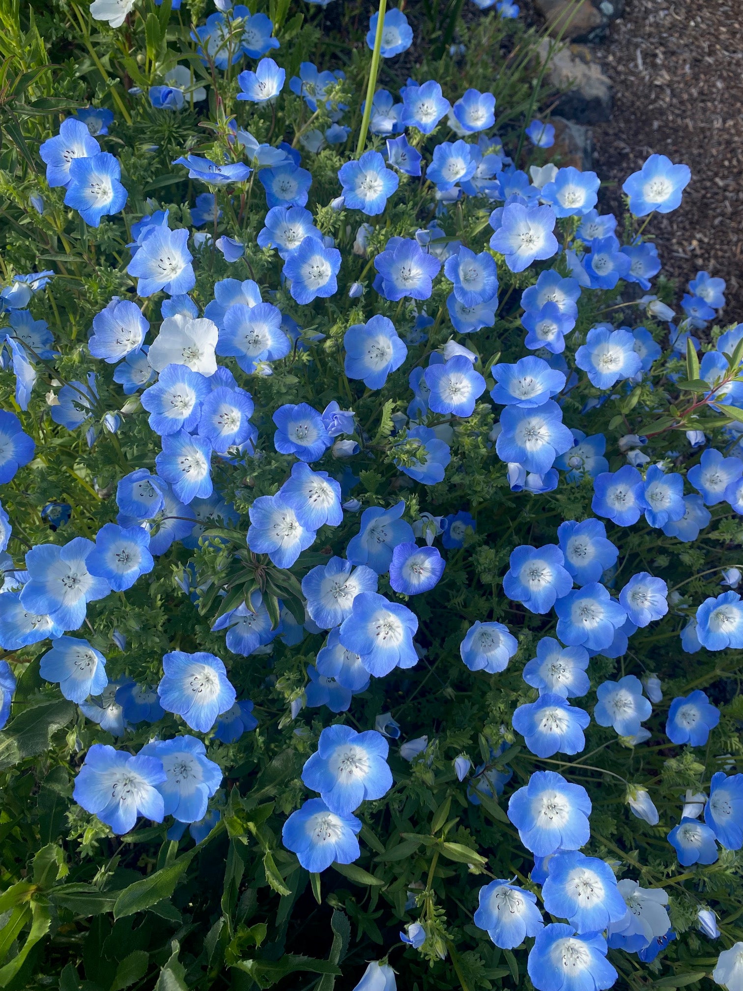 California Native Seeds Baby Blue Eyes - Thumbnail 2