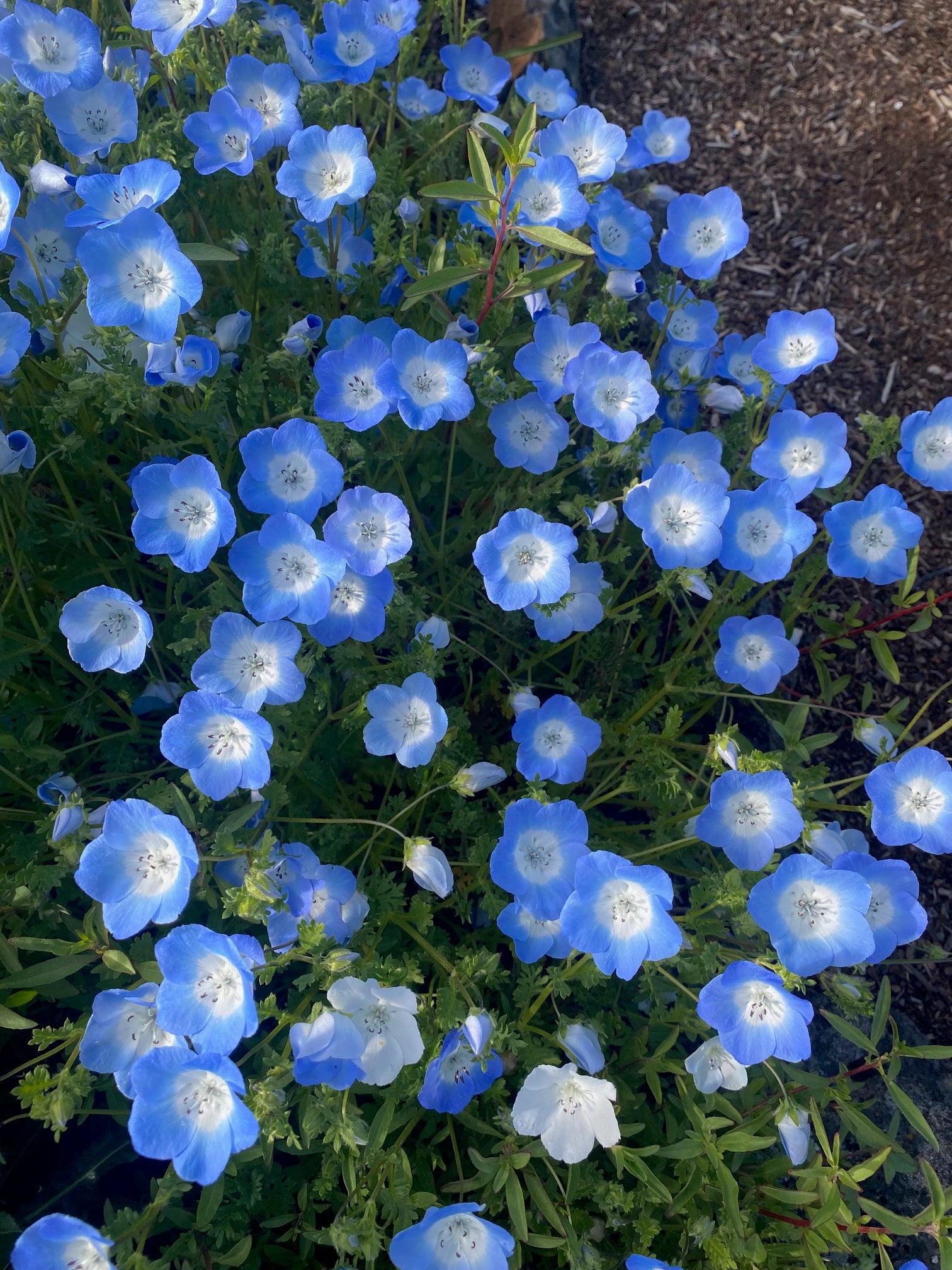 Baby Blue Eyes | Nemophila menziesii seeds