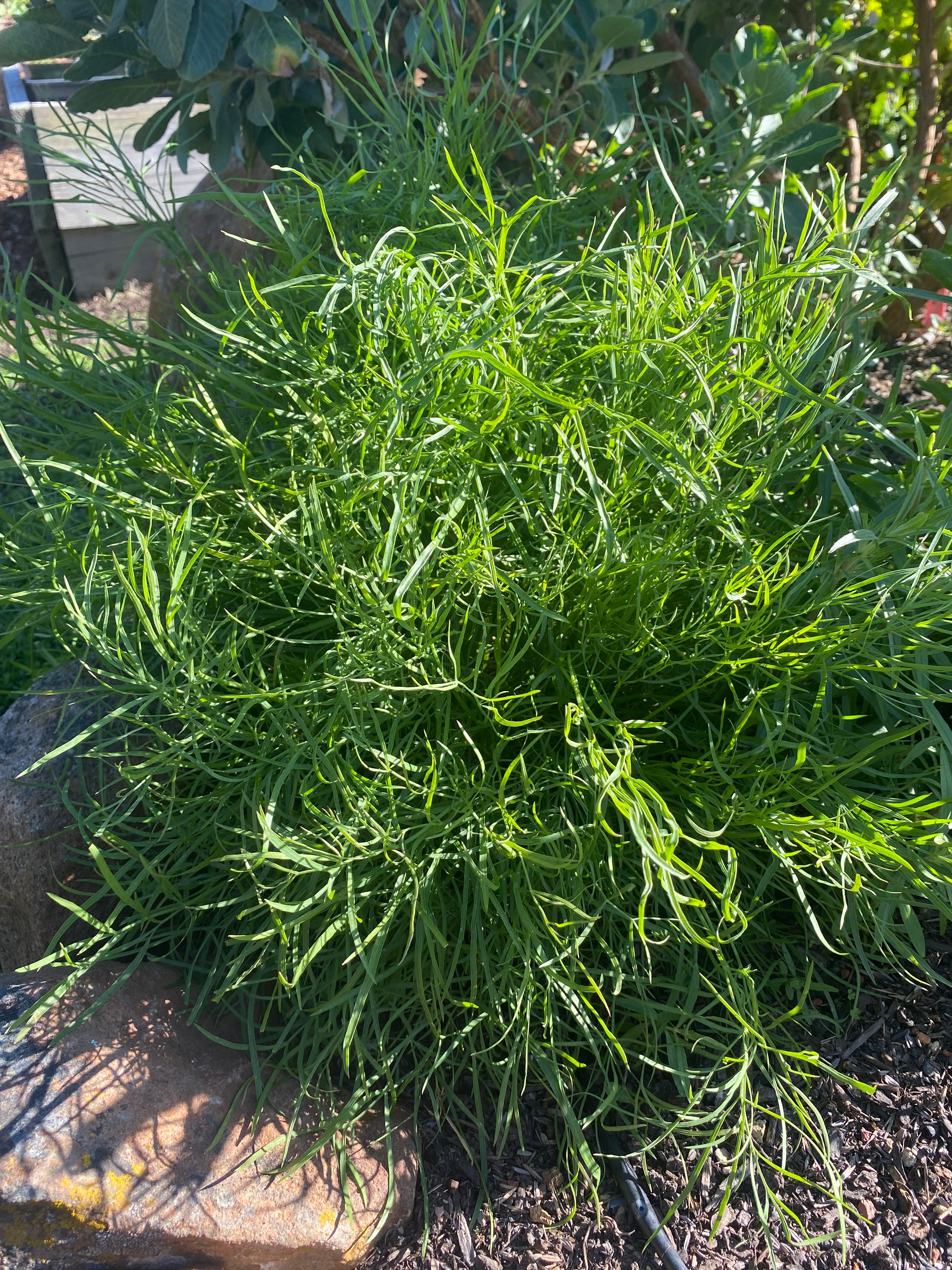 Kellog's Yampah | Perideridia kelloggii seeds