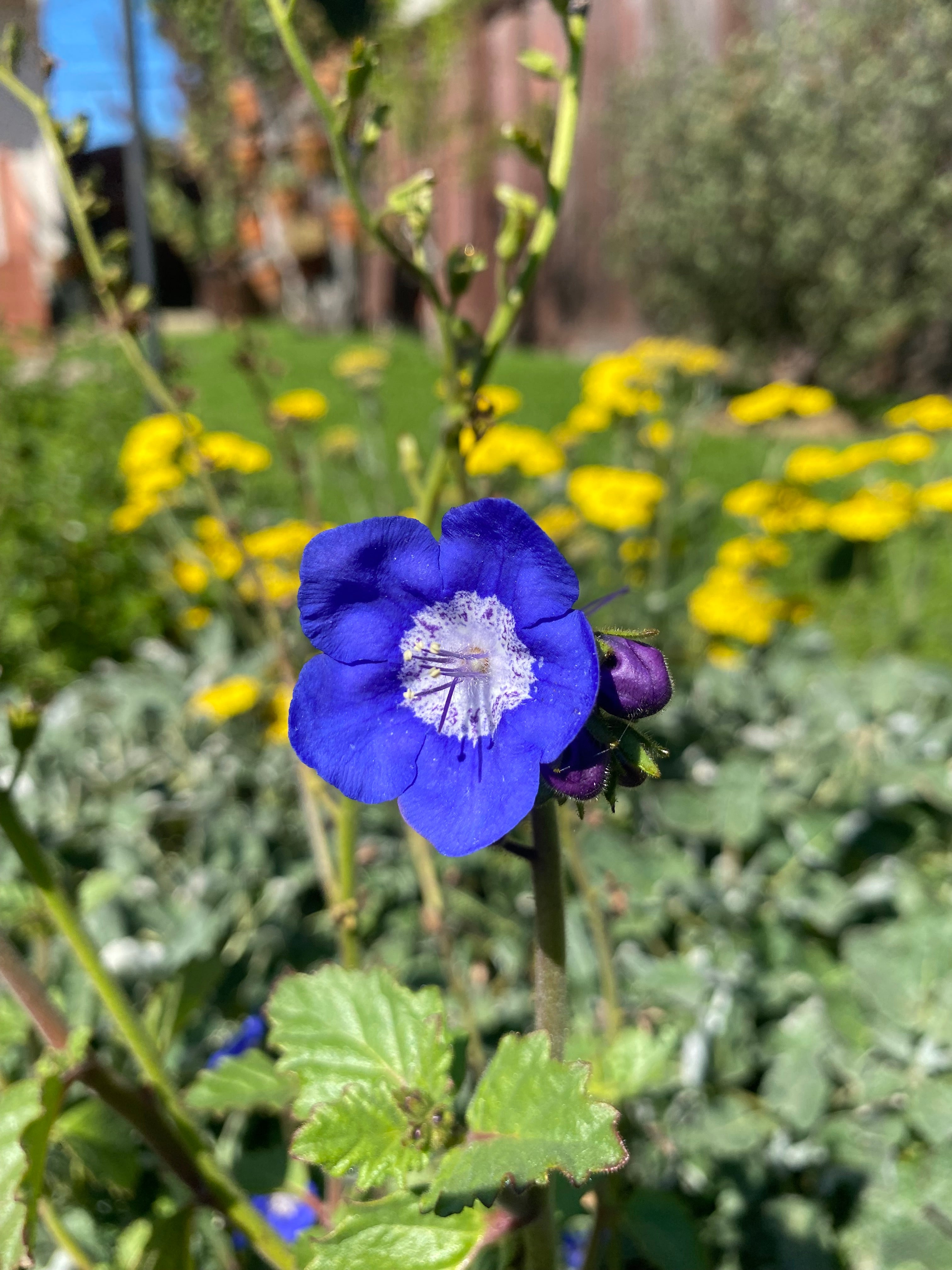 Sticky phacelia | Phacelia viscida