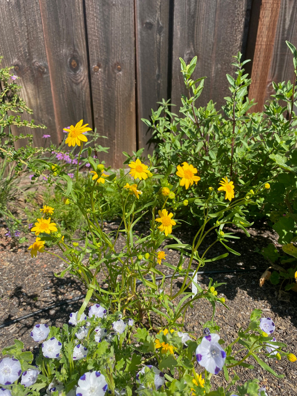 Goldfields | Lasthenia californica seeds