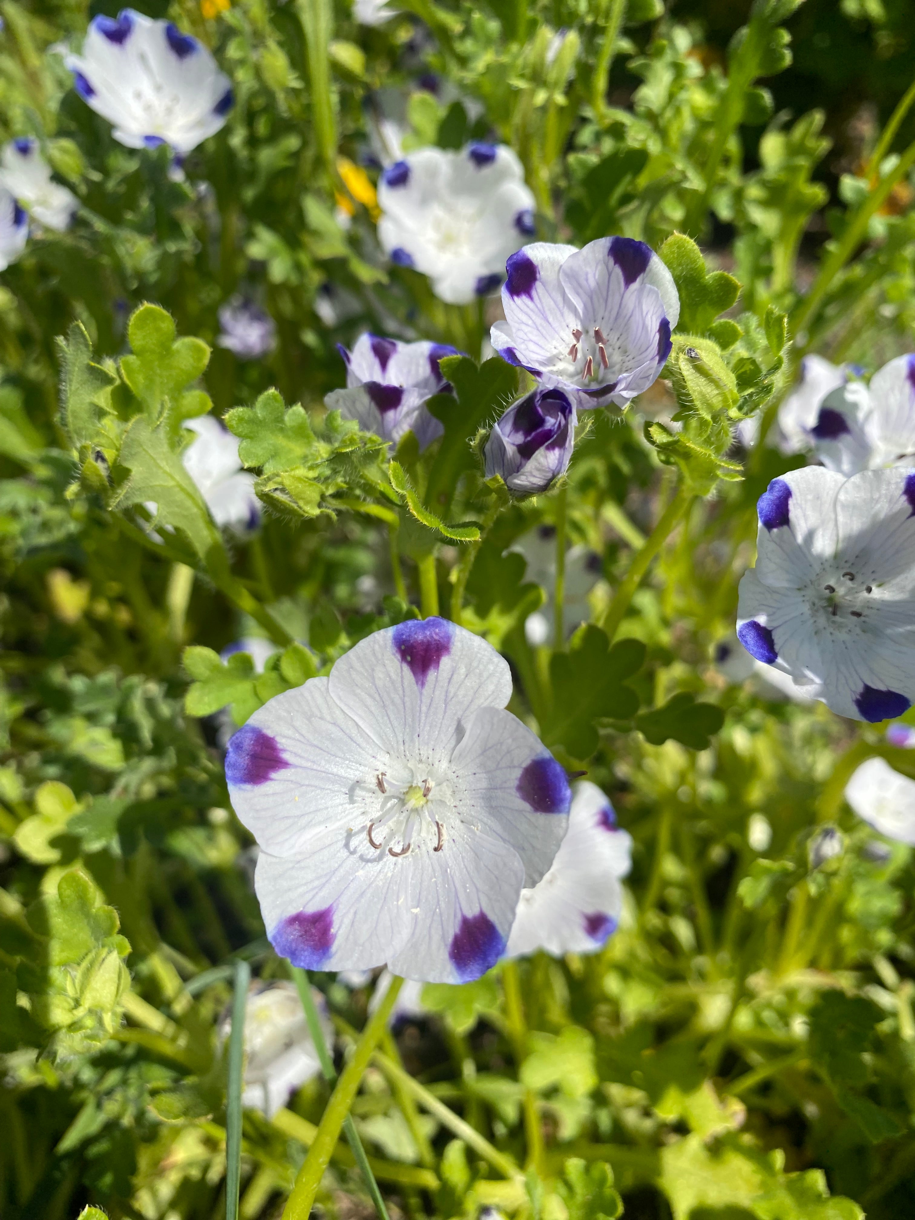 Fivespot | Nemophila maculata seeds