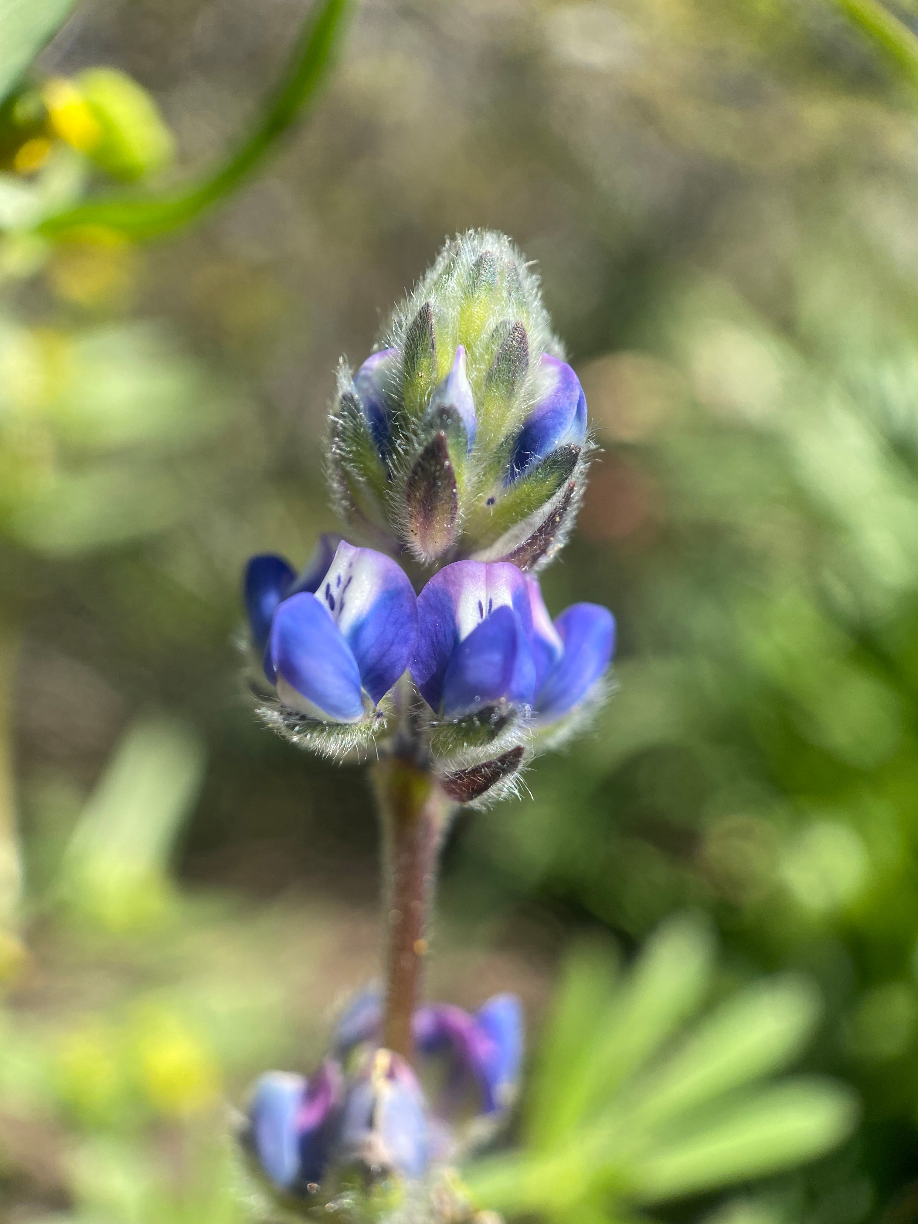 Miniature Lupine | Lupinus bicolor seeds