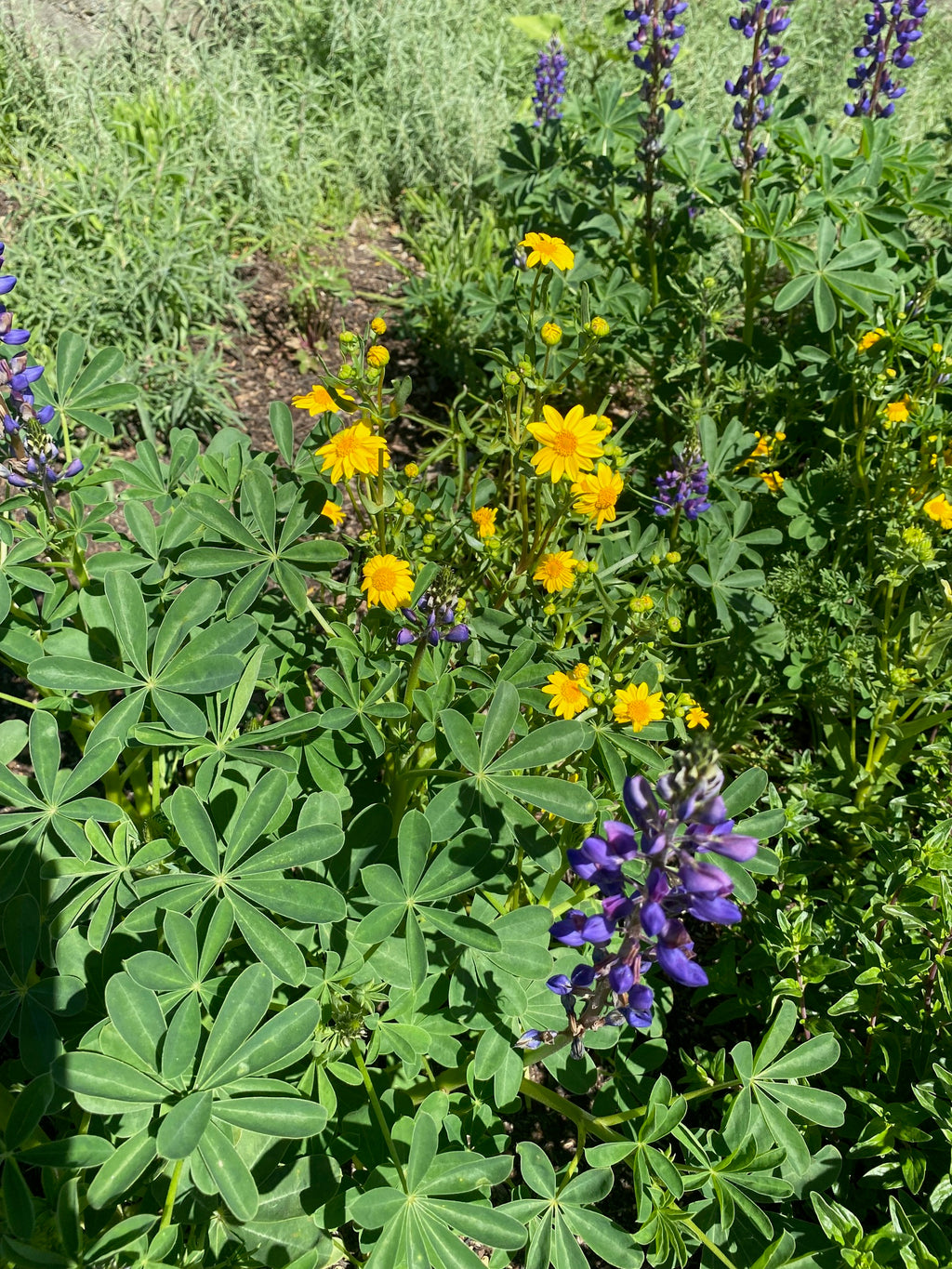 Goldfields | Lasthenia californica seeds