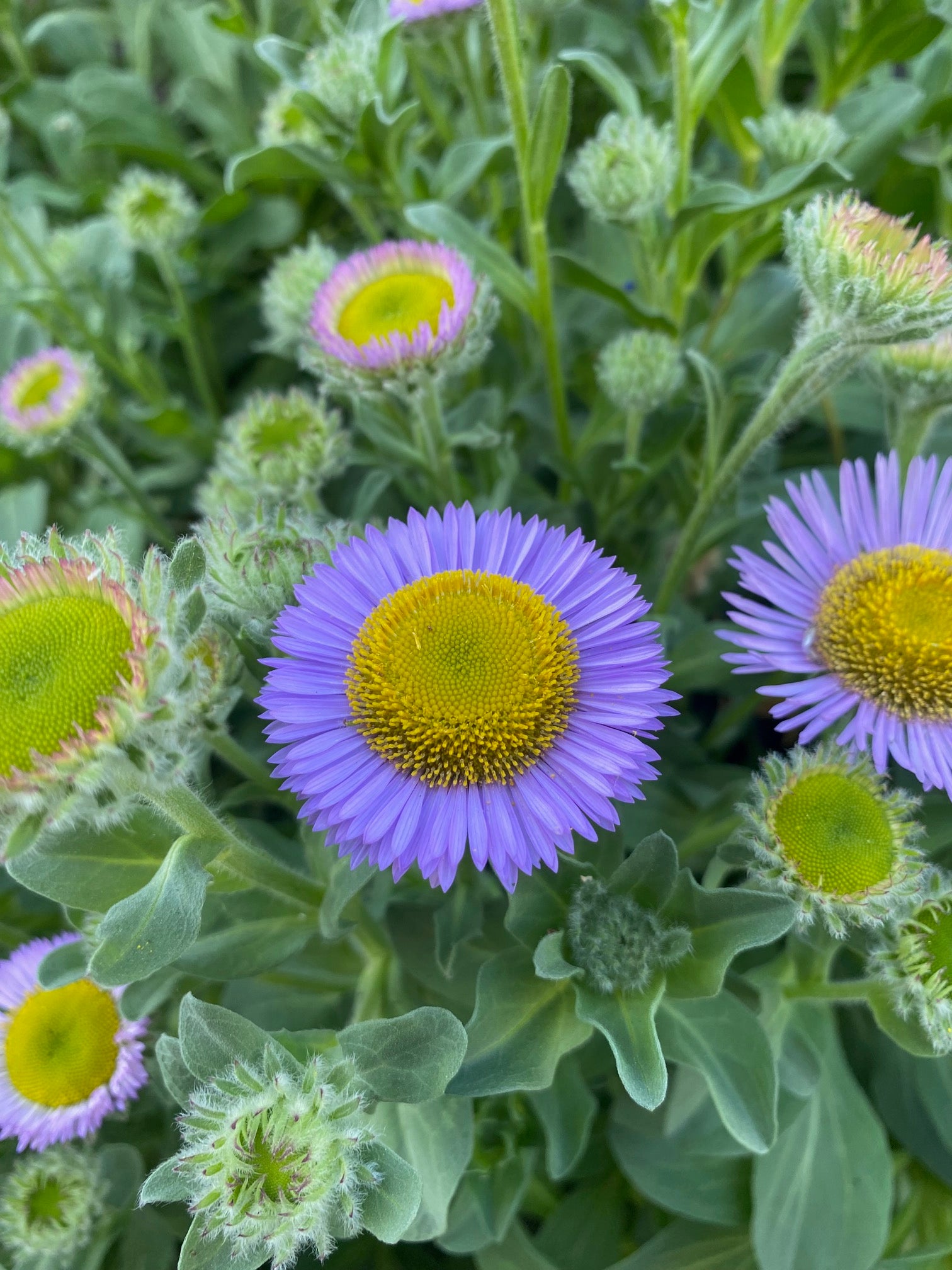 Seaside Daisy | Erigeron glaucus seeds