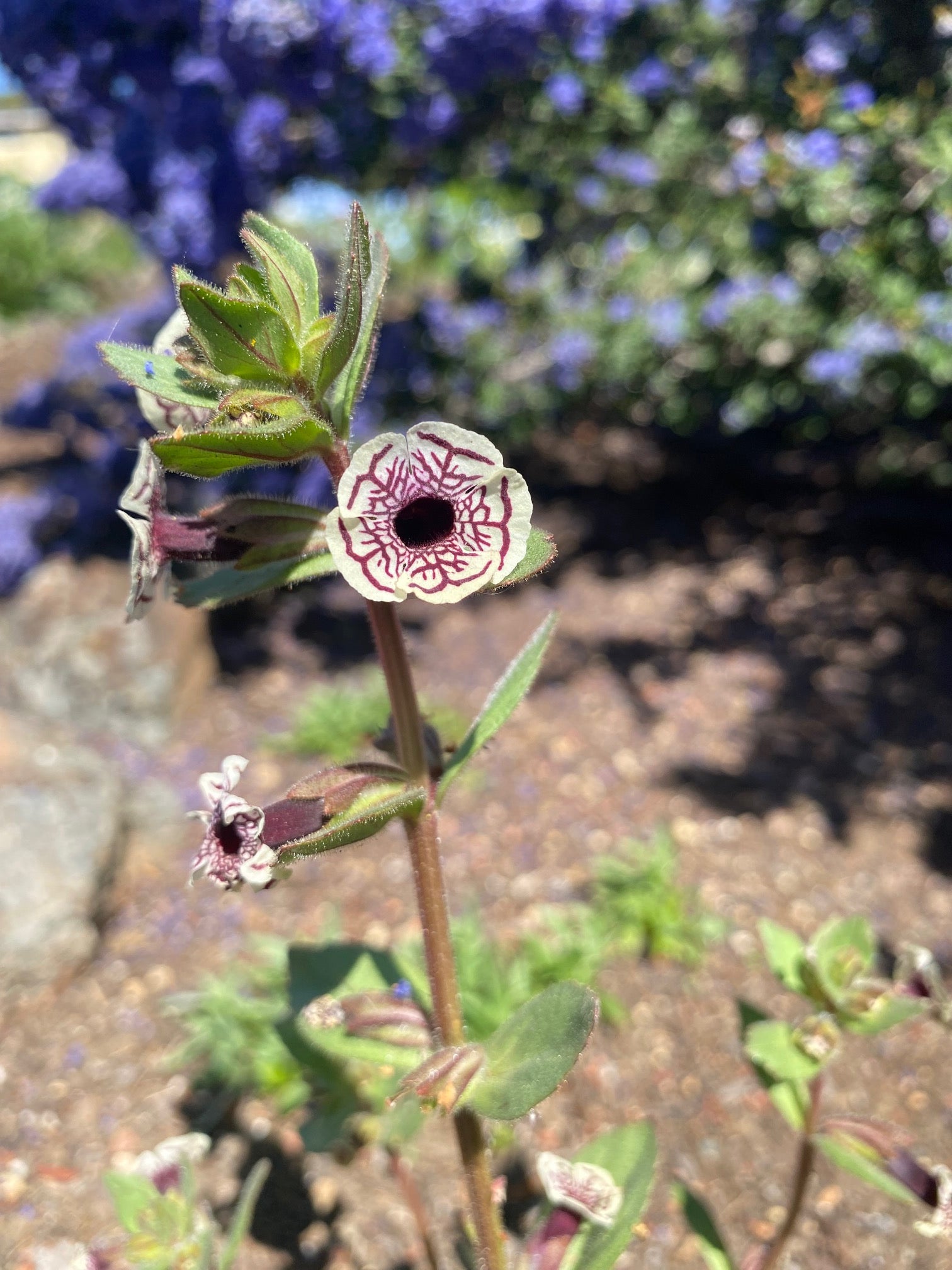 Calico Monkeyflower