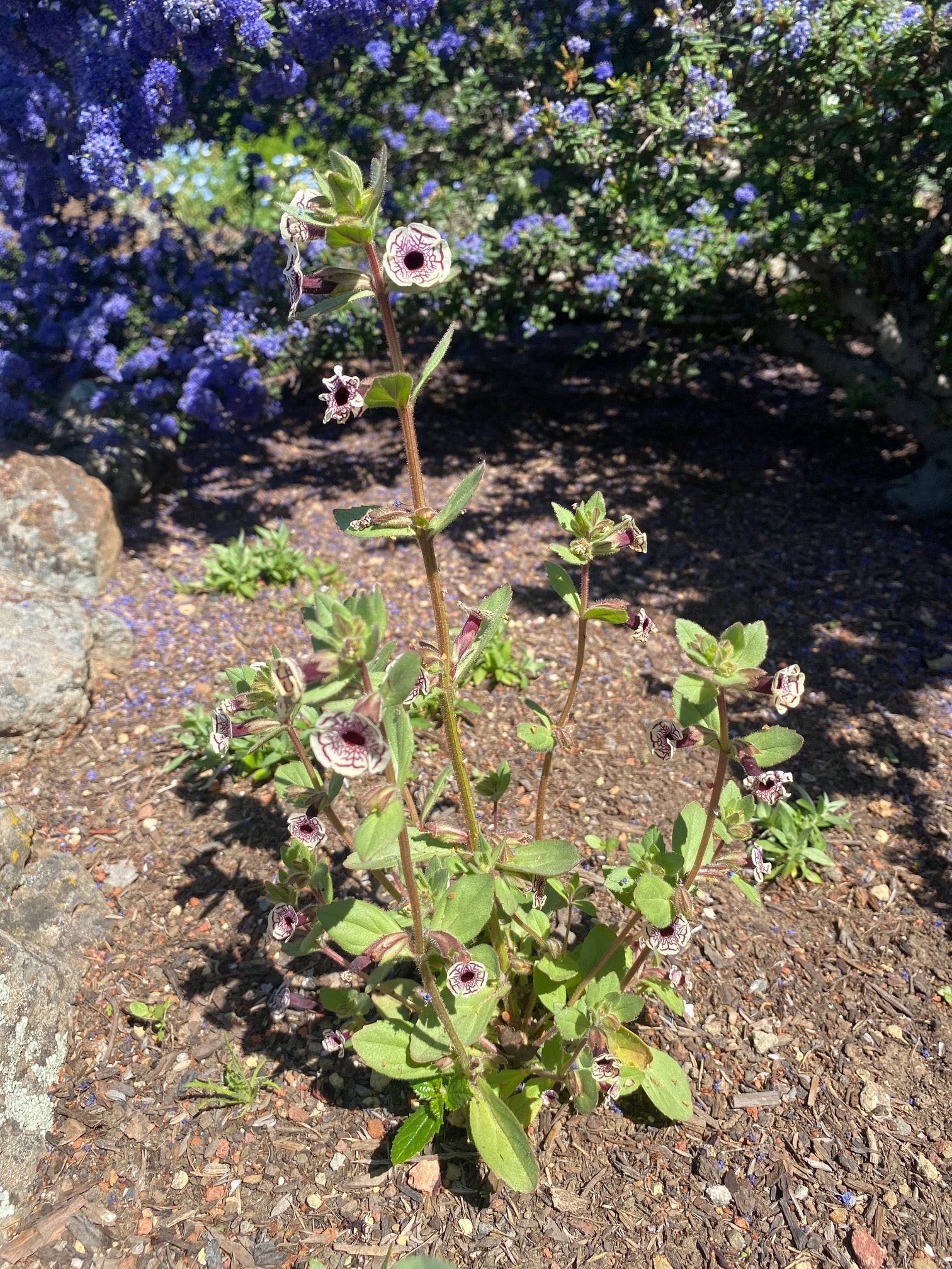 Calico Monkeyflower
