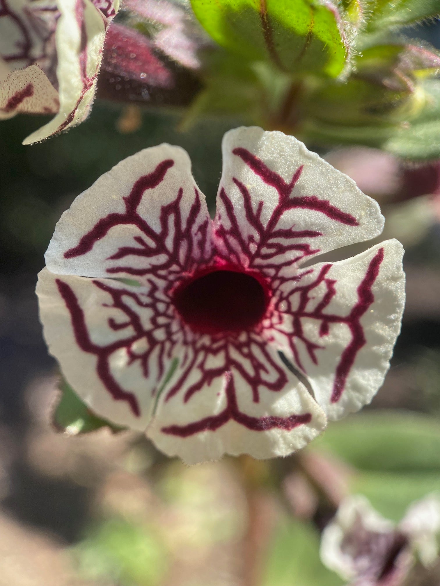 Calico Monkeyflower