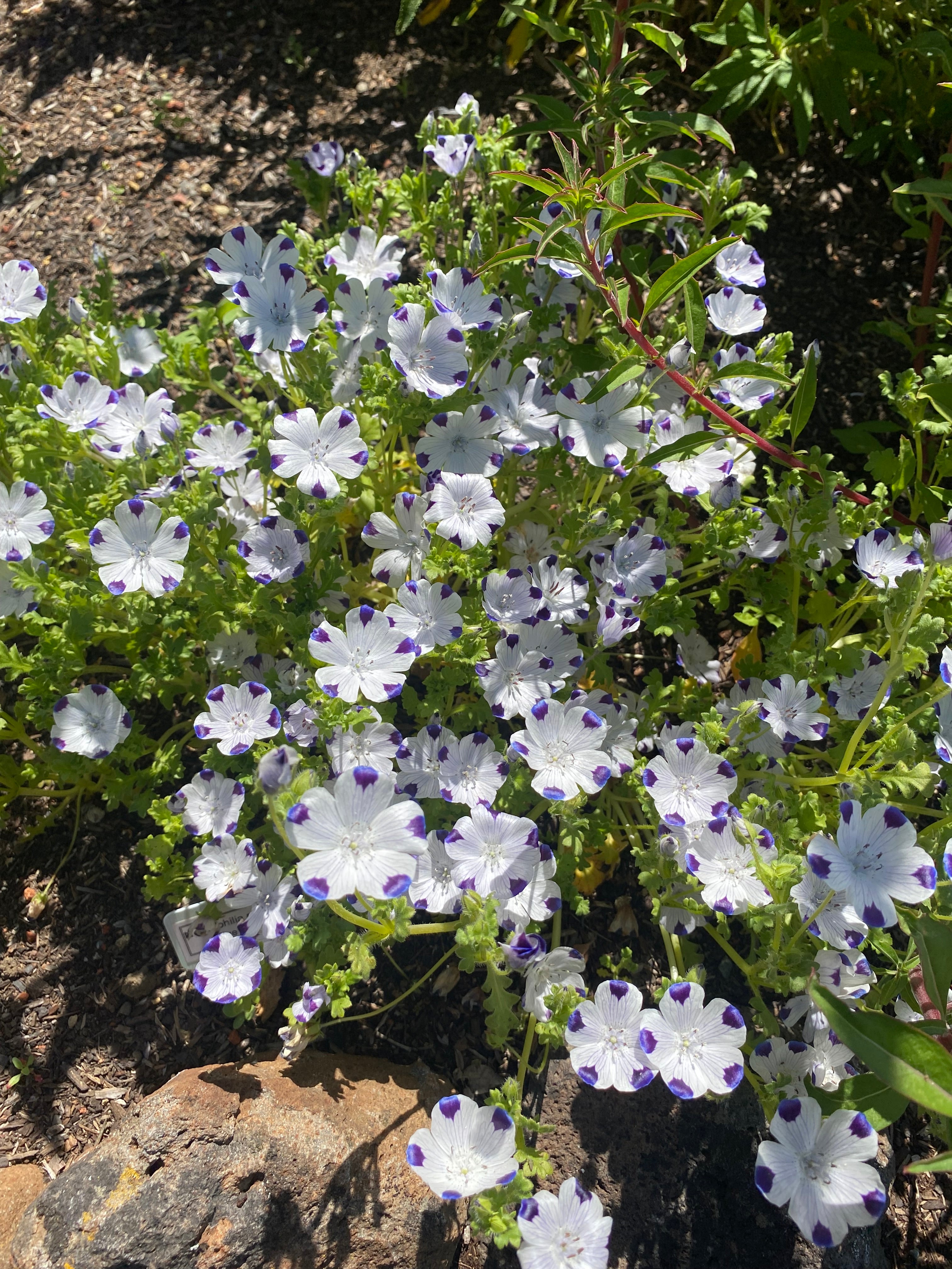 Fivespot | Nemophila maculata seeds