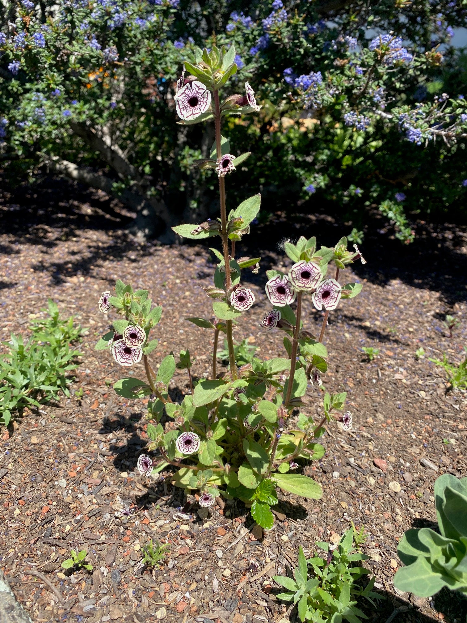 164サイコフラワー Calico Monkeyflower | Diplacus pictus – CaliforniaNativeSeeds.com
