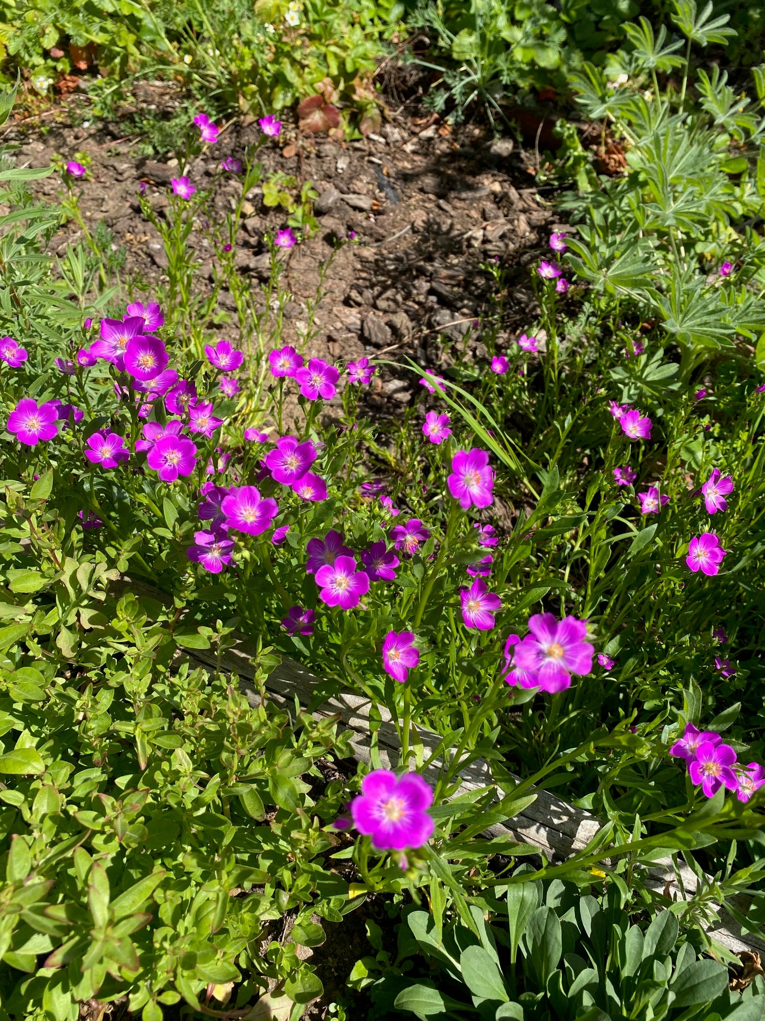Red Maids | Calandrinia menziesii