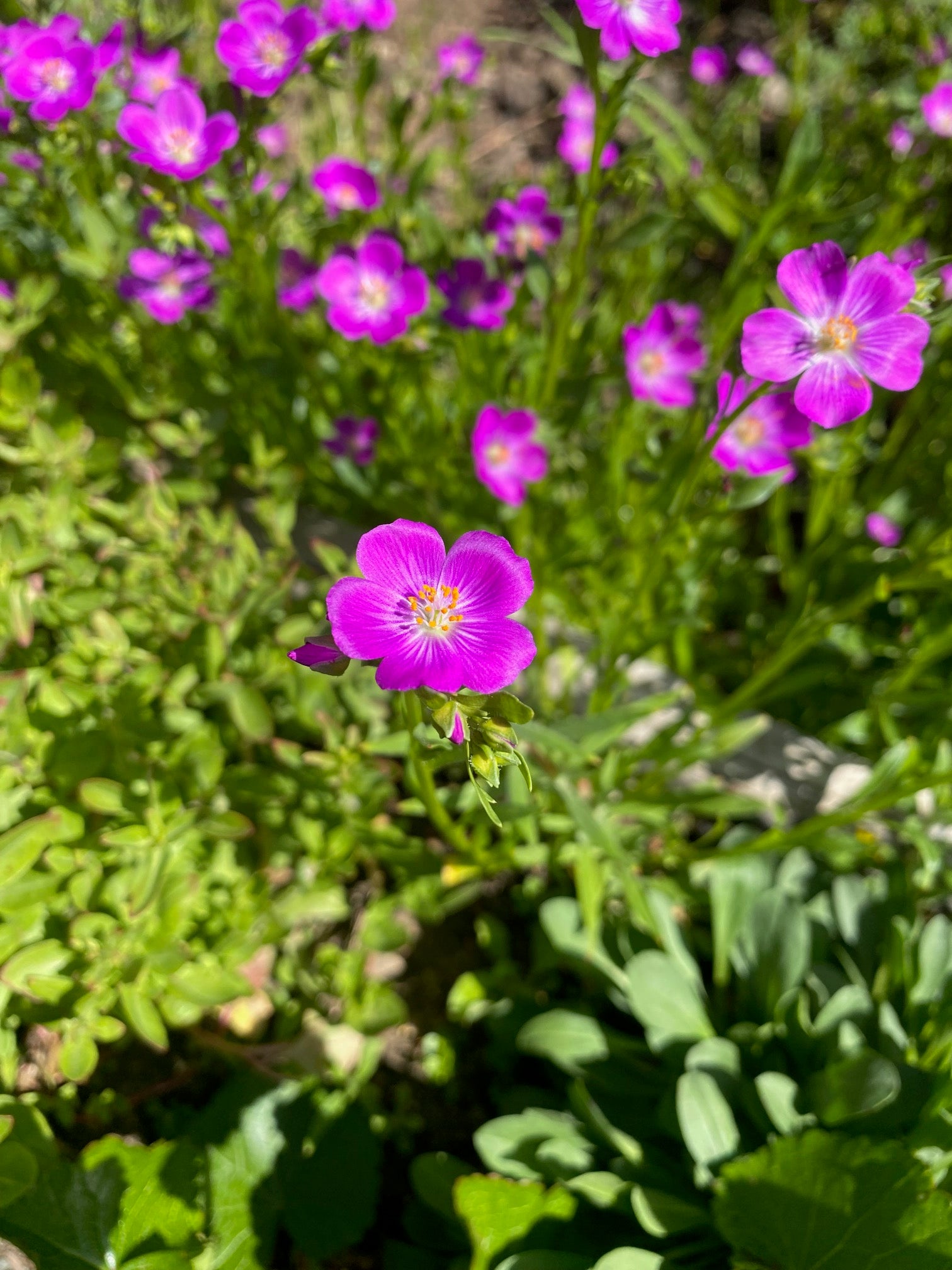 Red Maids | Calandrinia menziesii