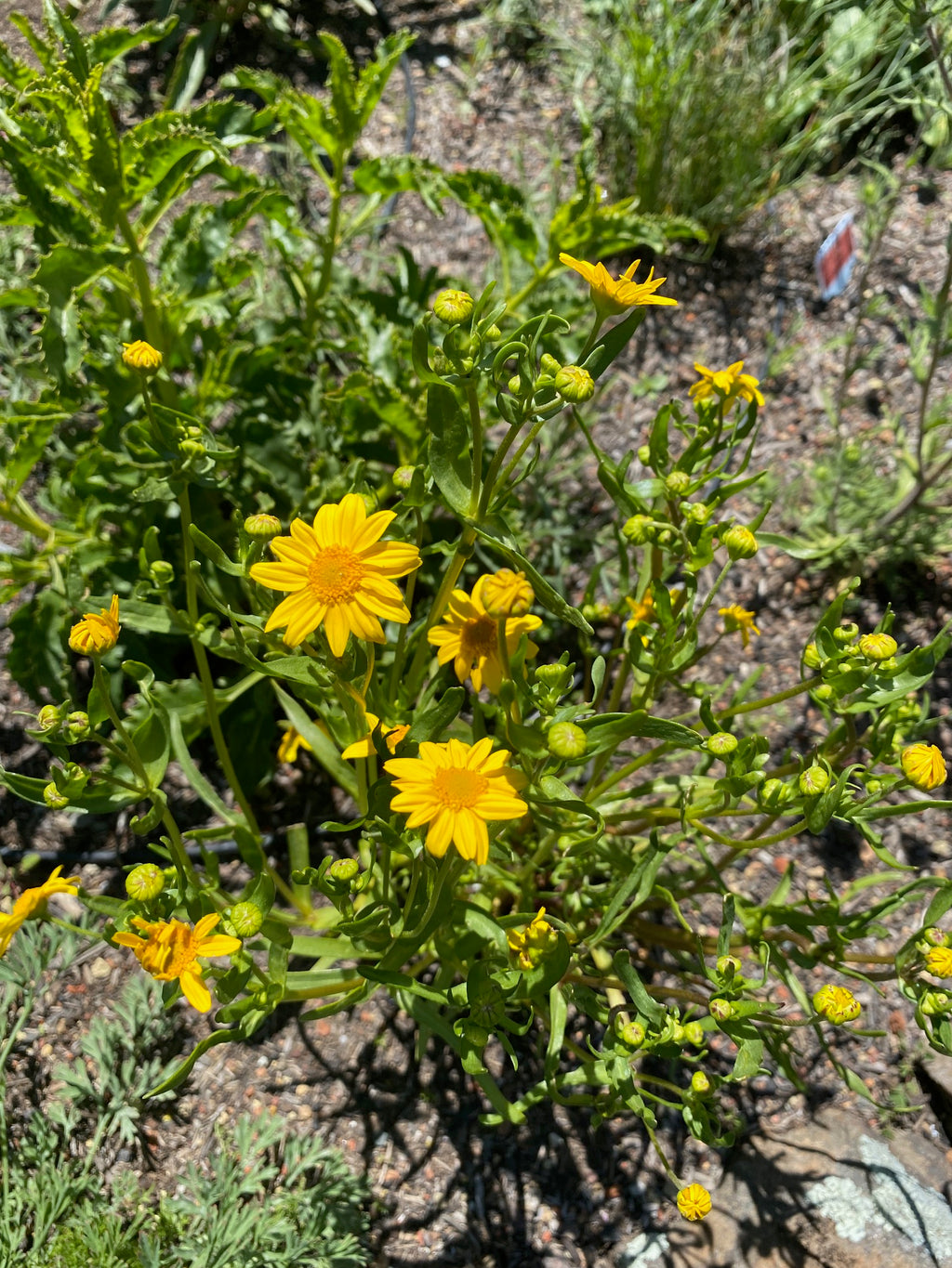 Goldfields | Lasthenia californica seeds