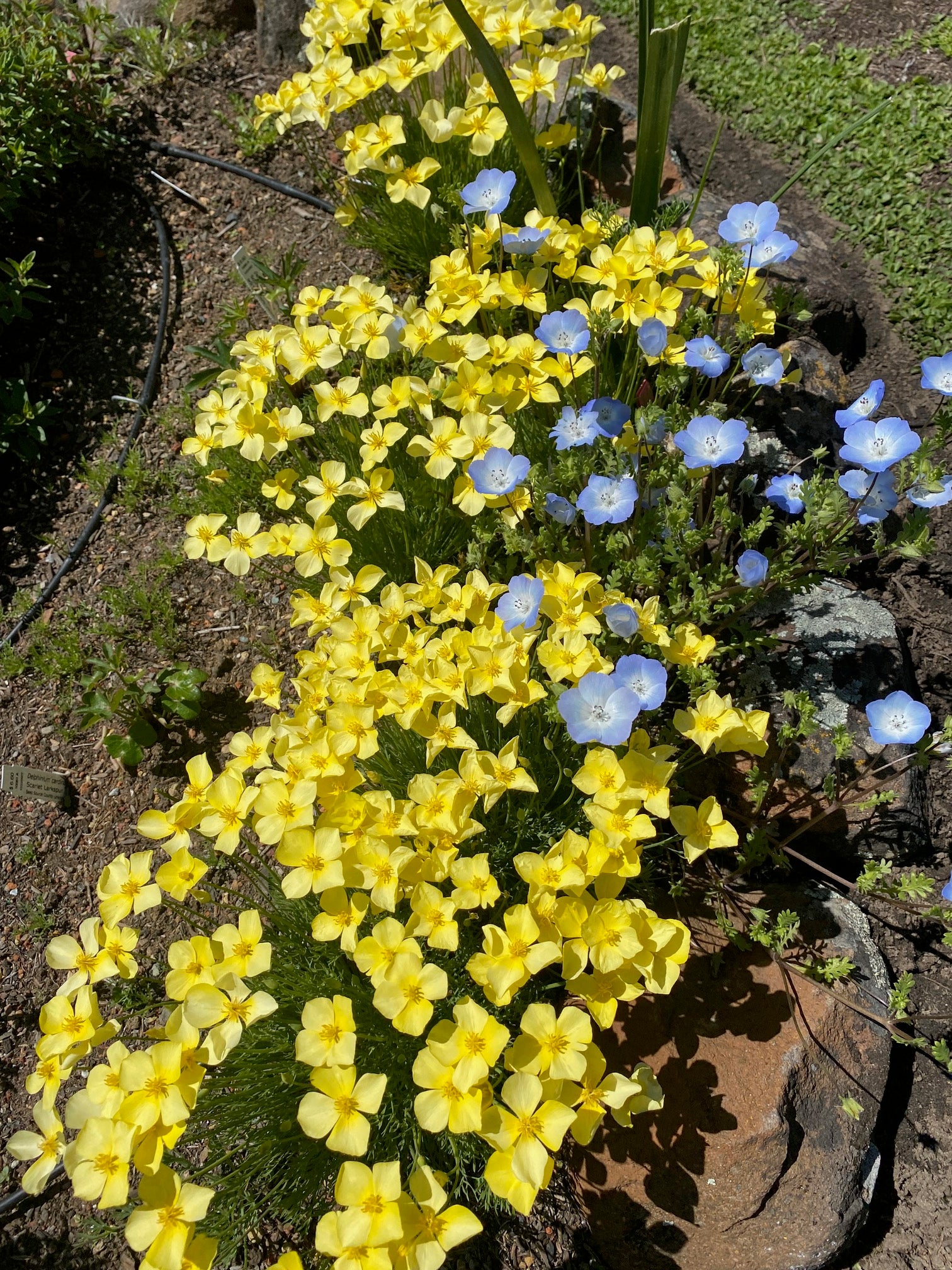 Baby Blue Eyes | Nemophila menziesii seeds