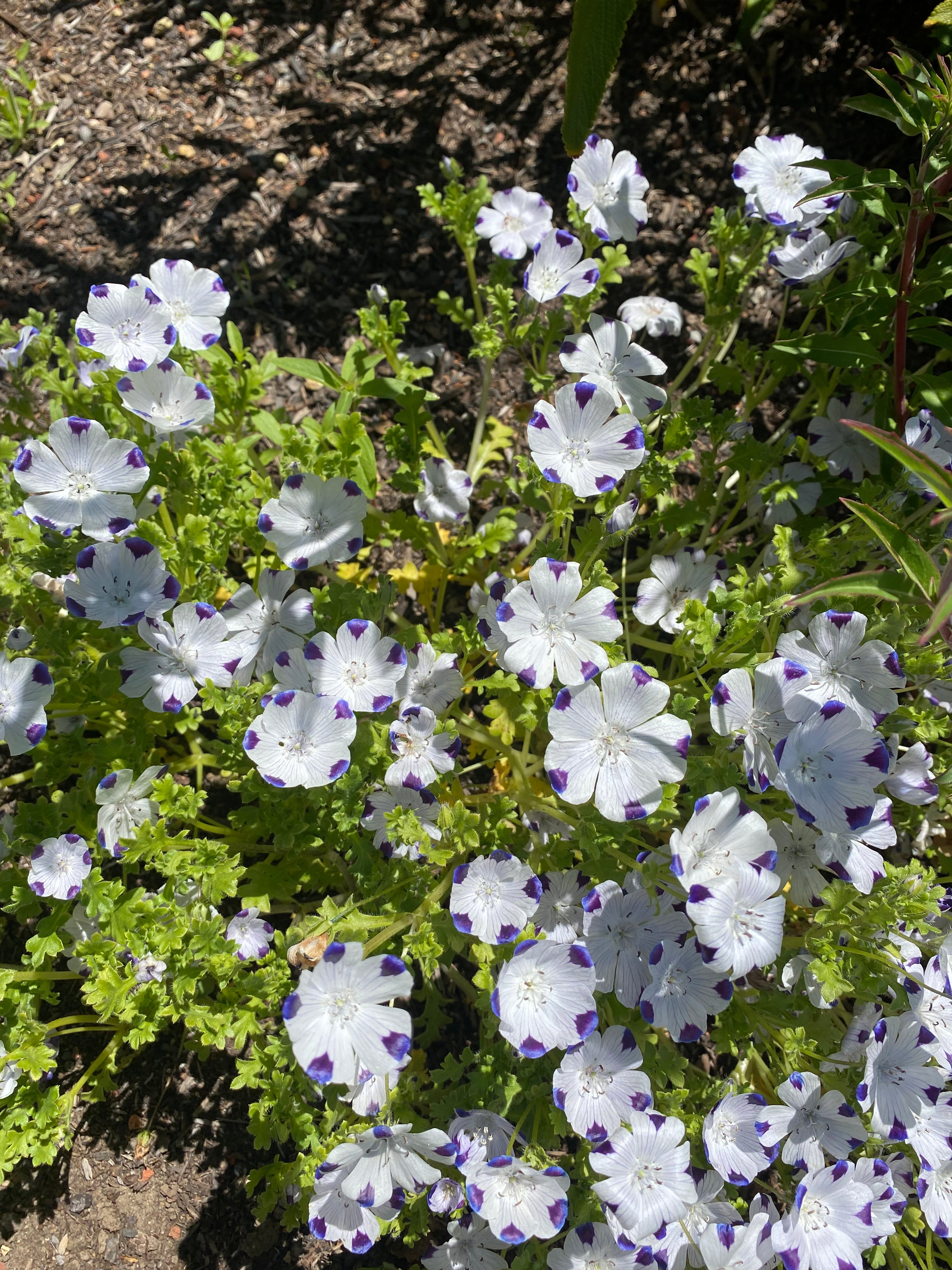 Fivespot | Nemophila maculata seeds