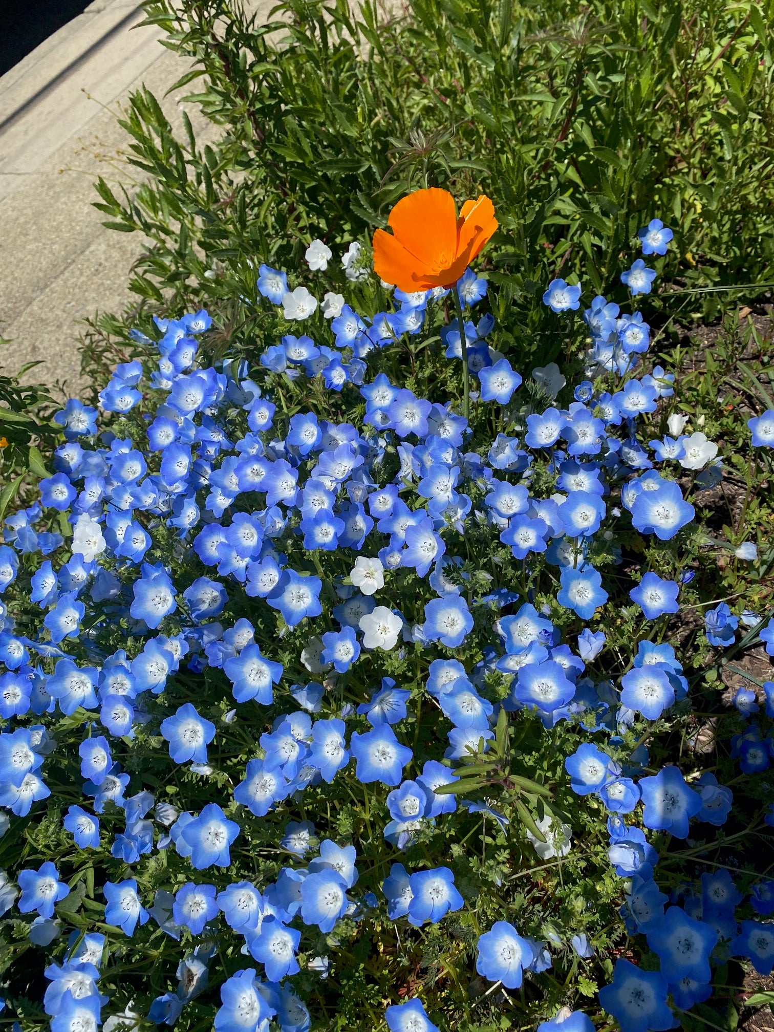 Baby Blue Eyes | Nemophila menziesii seeds